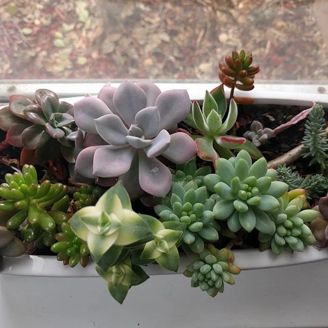 My babies are lovin their new winter digs #succulents