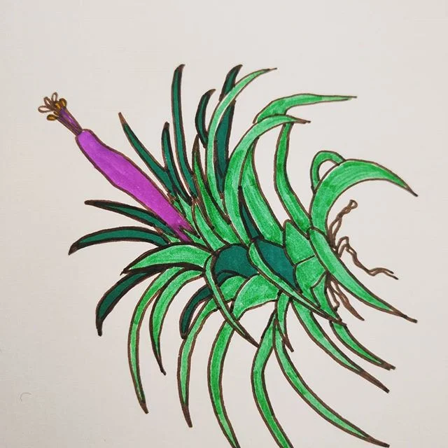 My airplant never ceases to amaze me #crazyflower #airplant