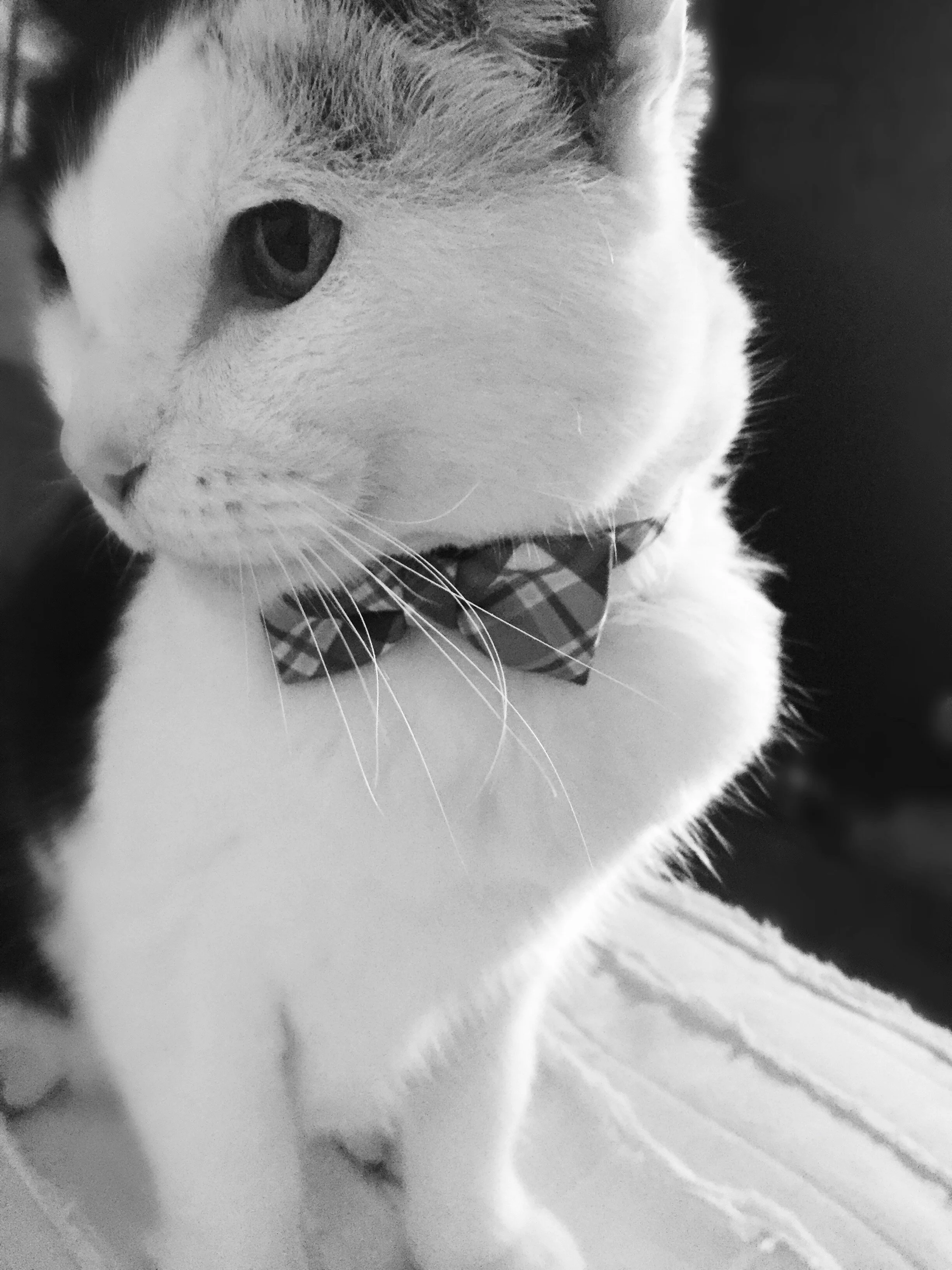 bowtie.jpeg