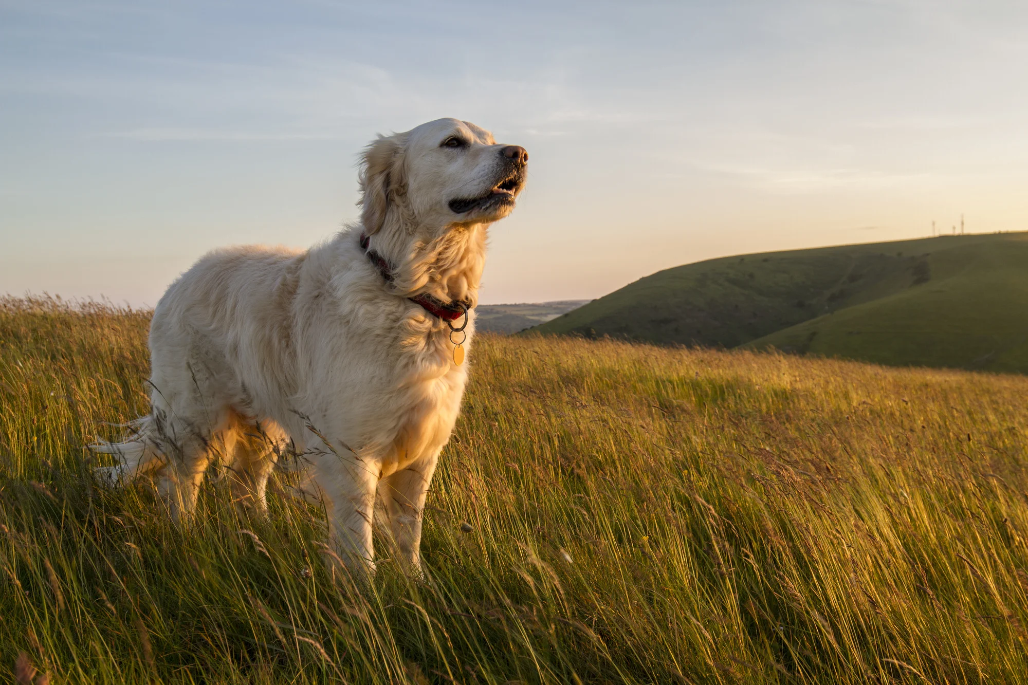 tibetan terrier kijiji