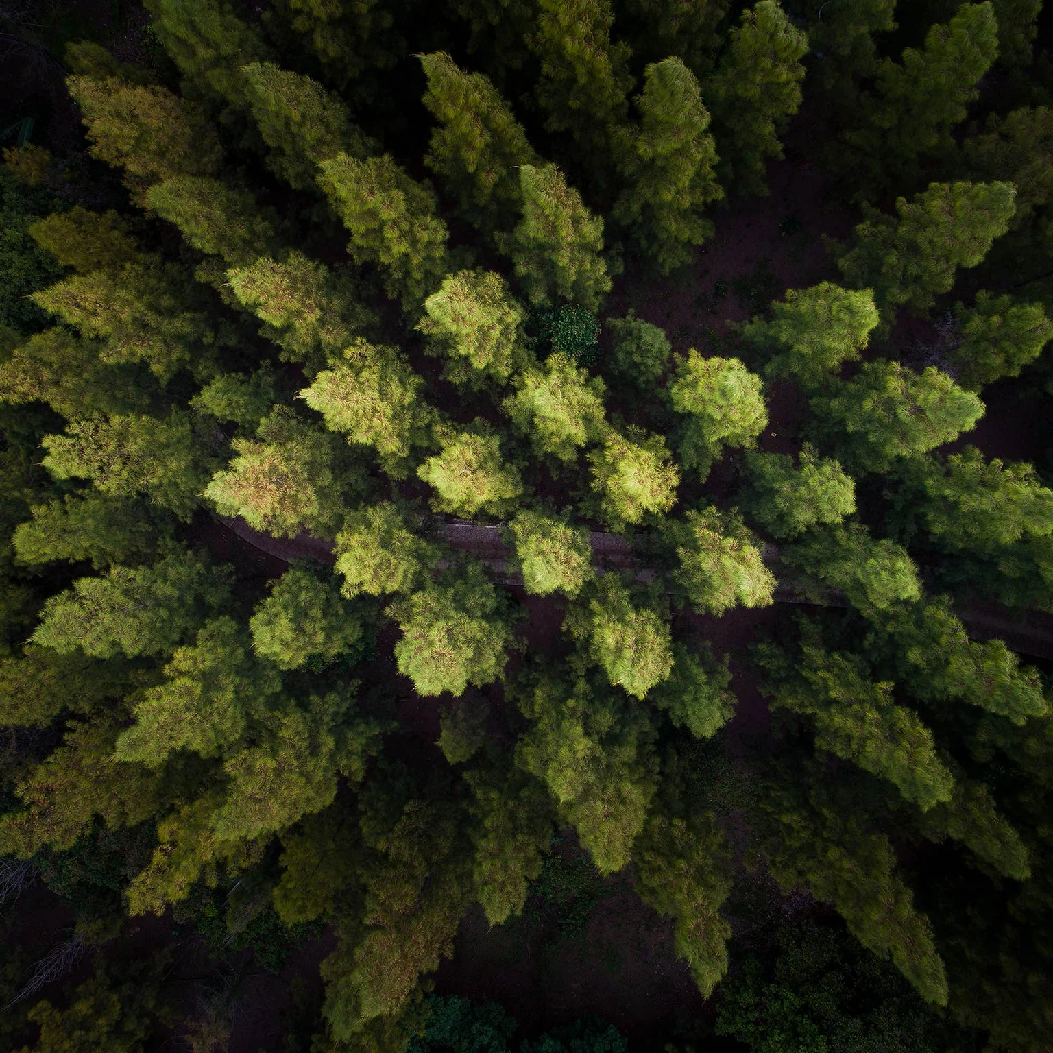Precision-forestry_1536x1536_400.jpg