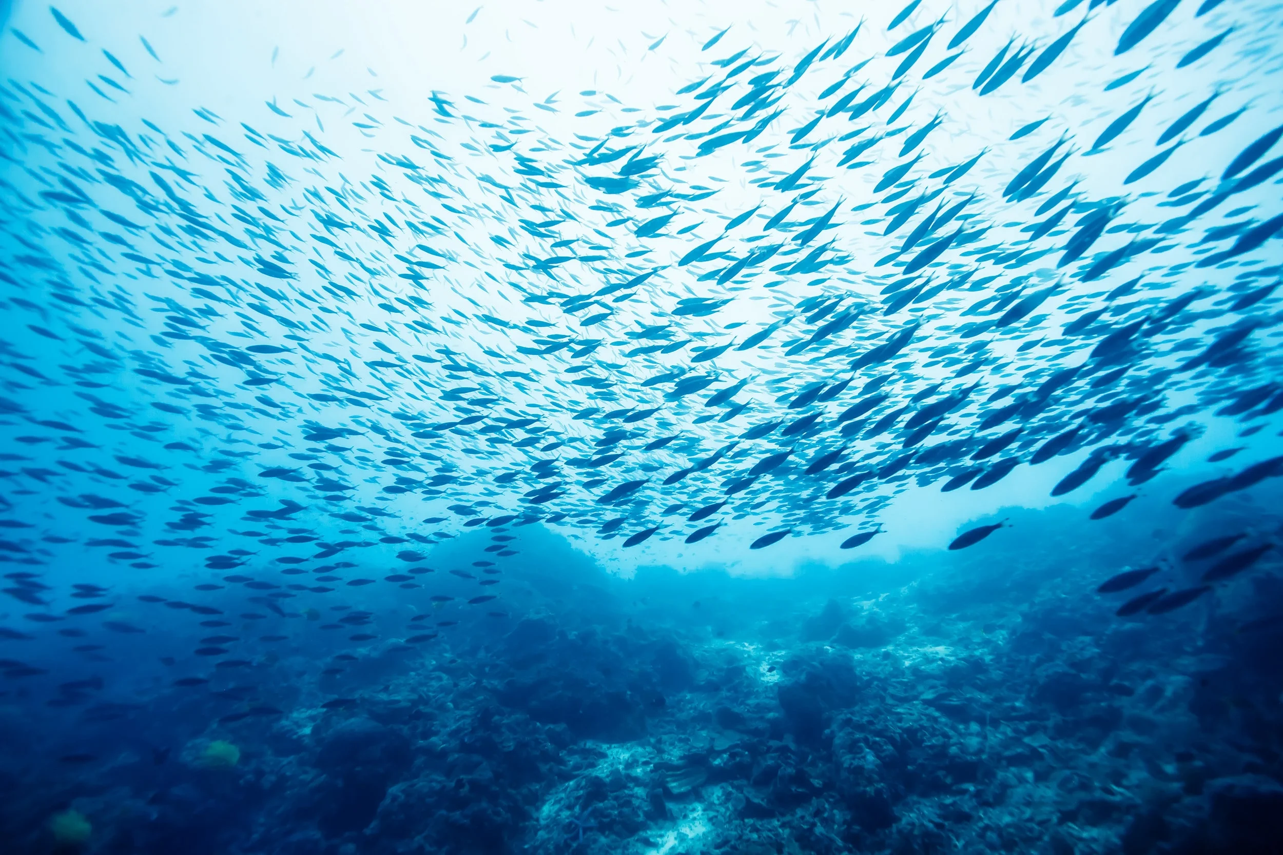 fish-in-ocean.jpg