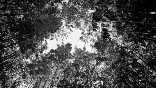 Delta "Reach National"