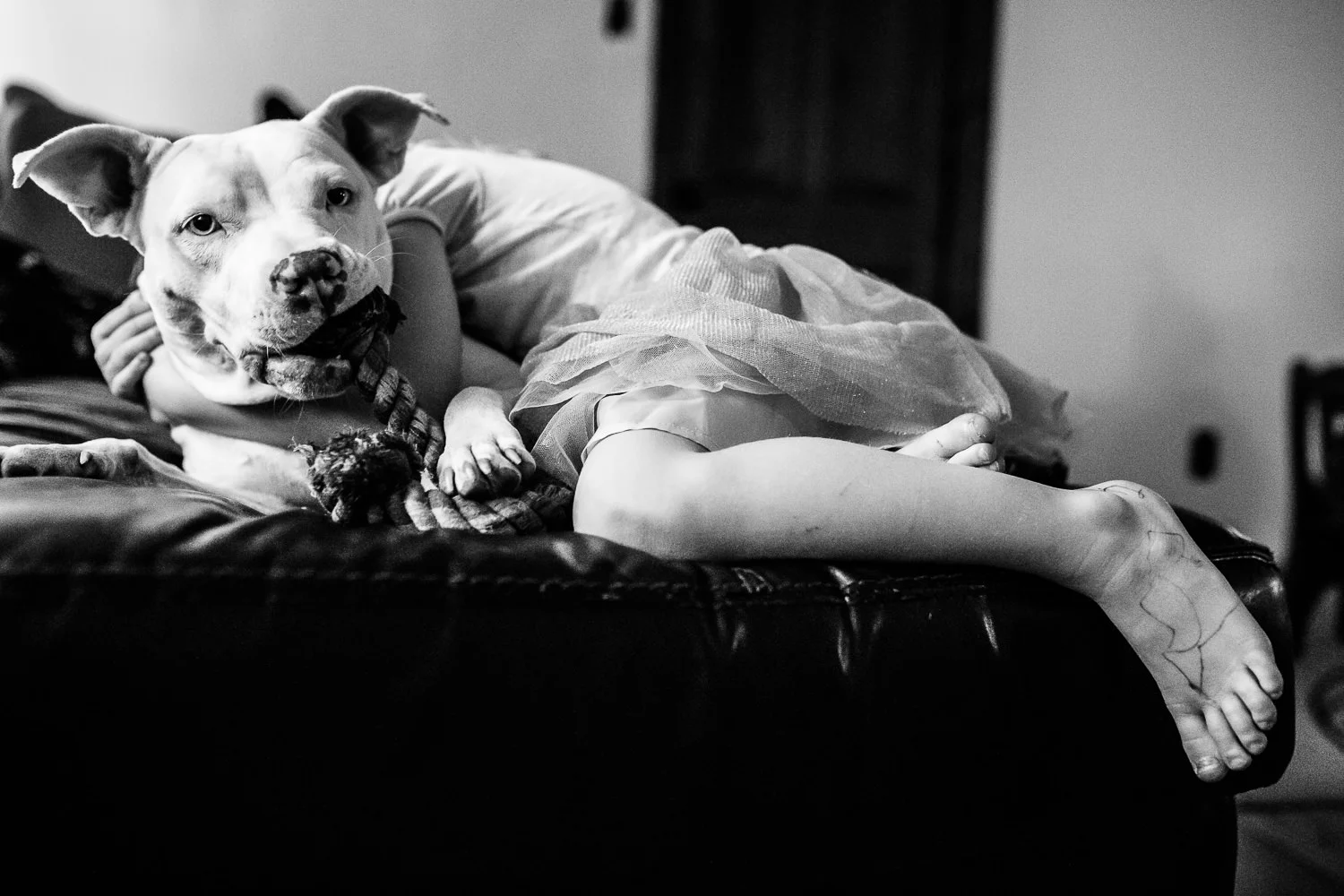 Don't forget the family pet | Healing and celebrating through photography