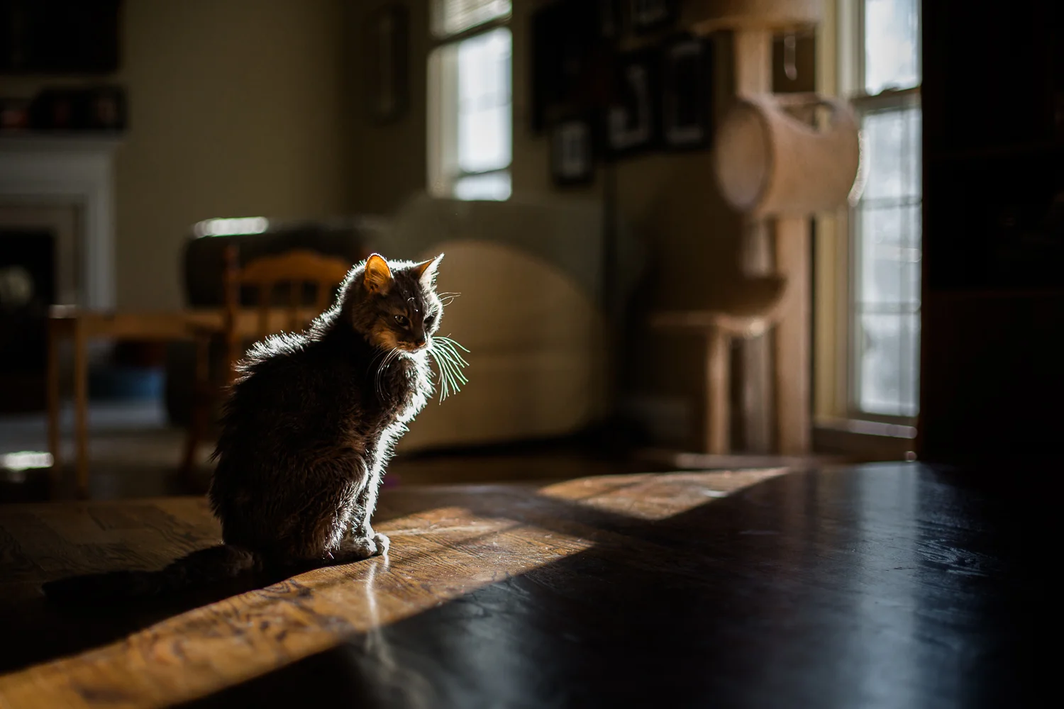 Dear Desmond and Molly | A letter to my cats 
