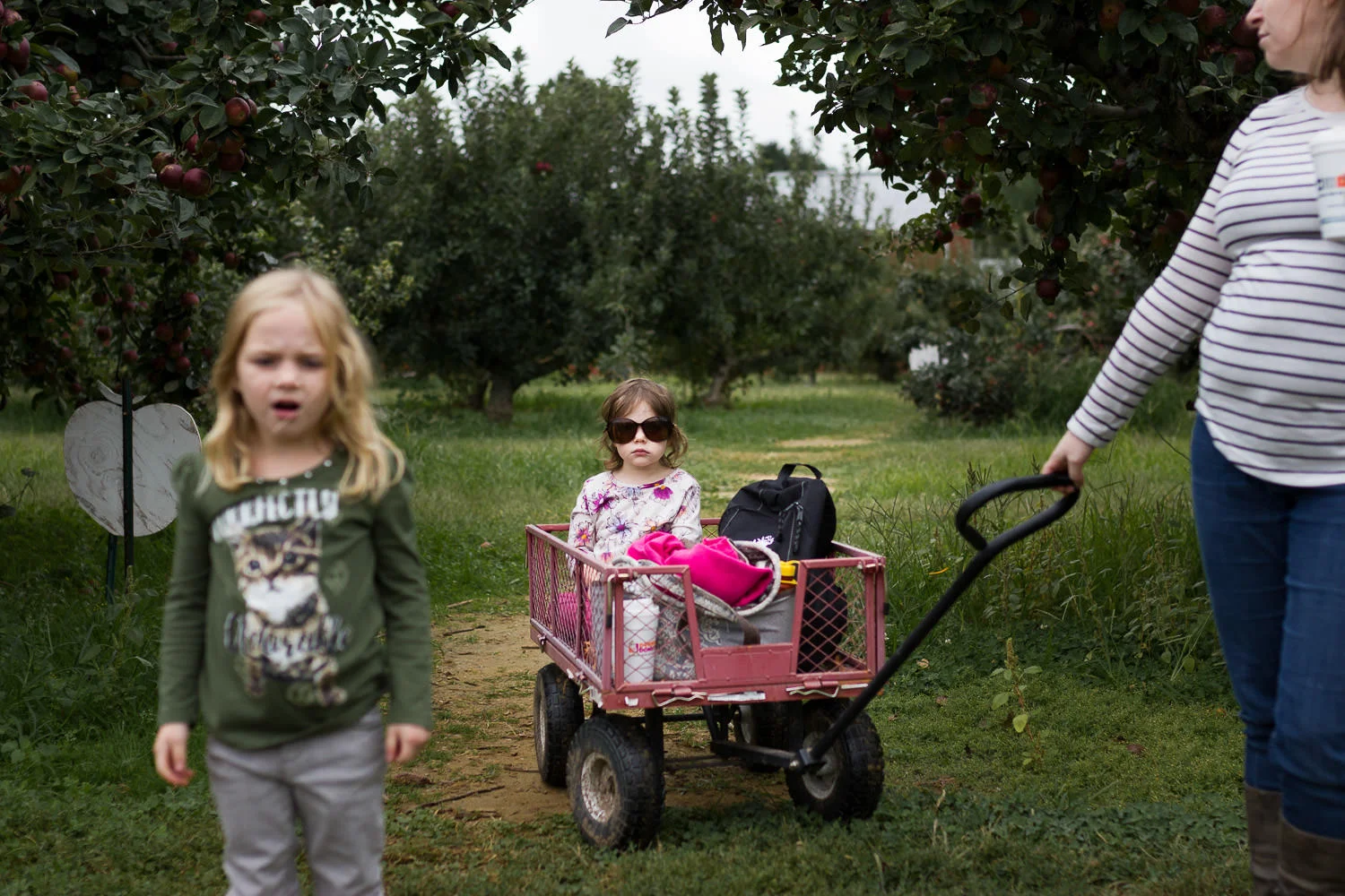 child in wagon in apple orchard with sister and mom