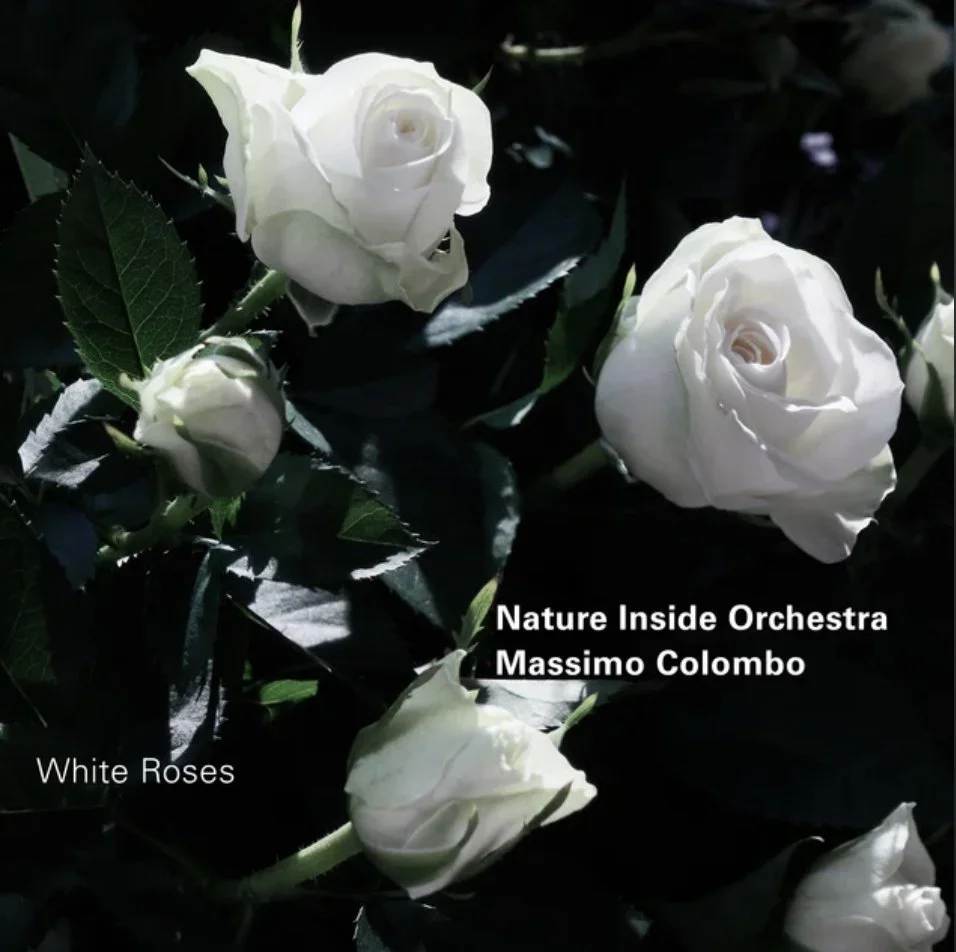 Discover the Harmony of Nature through Massimo Colombo’s White Roses