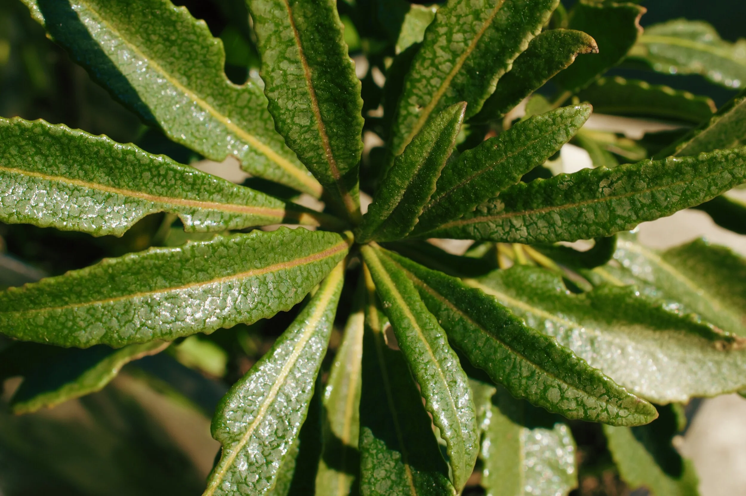 Yerba Santa - Eriodictyon californicum