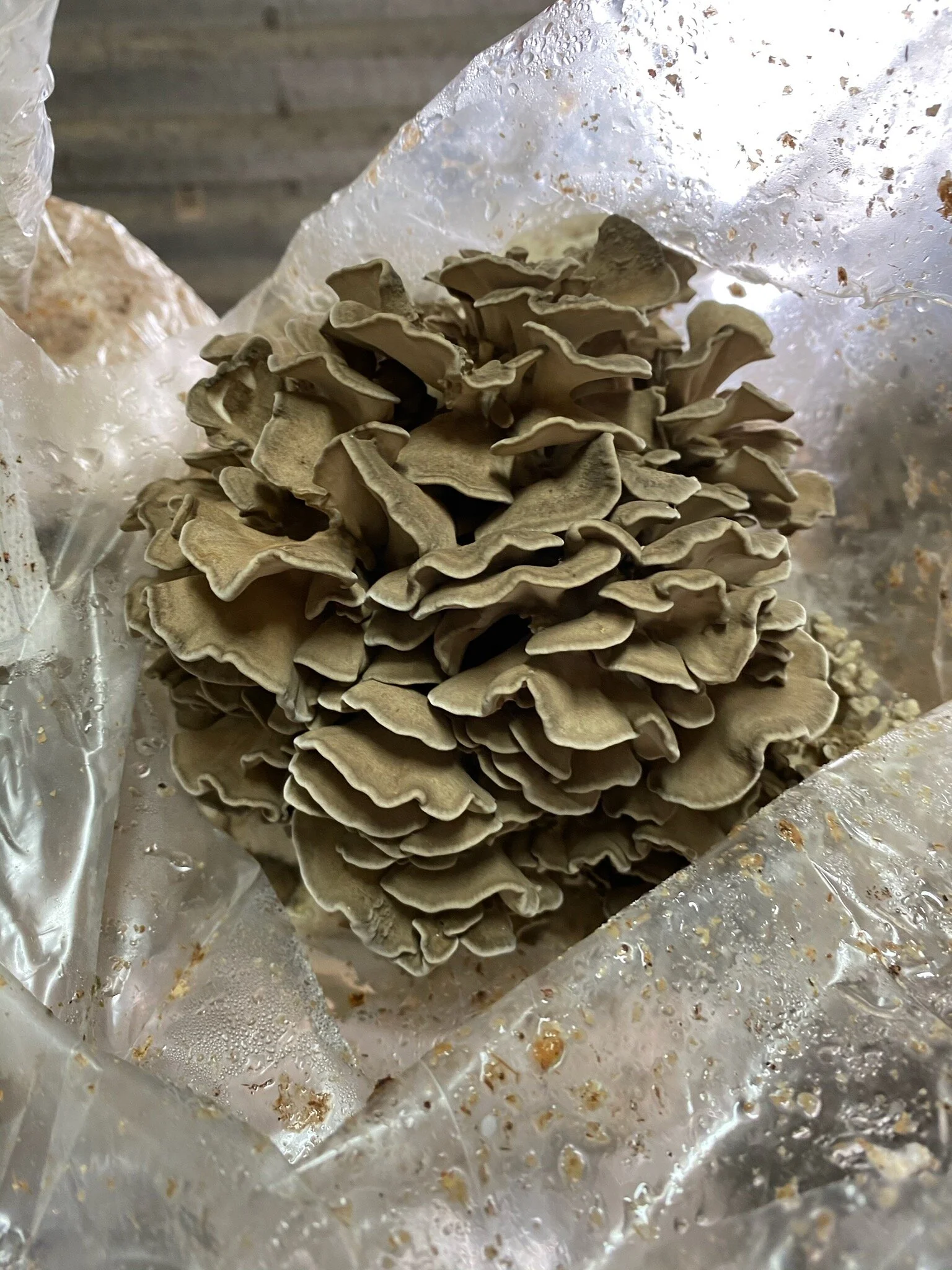 Columbia Mushroom Company Fresh Mushrooms, Spawn, and Ready-to-fruit