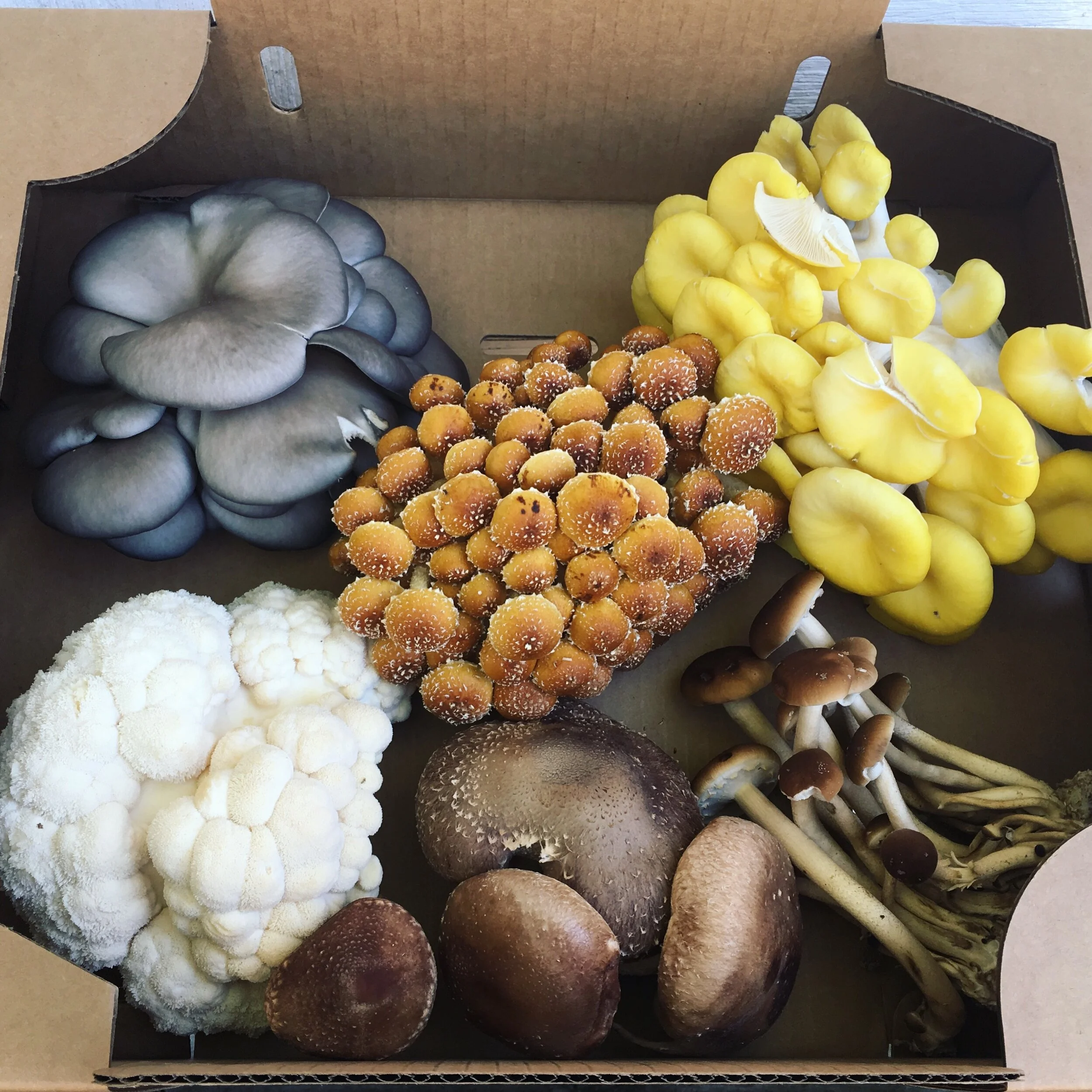 Mushroom Variety Pack.JPG