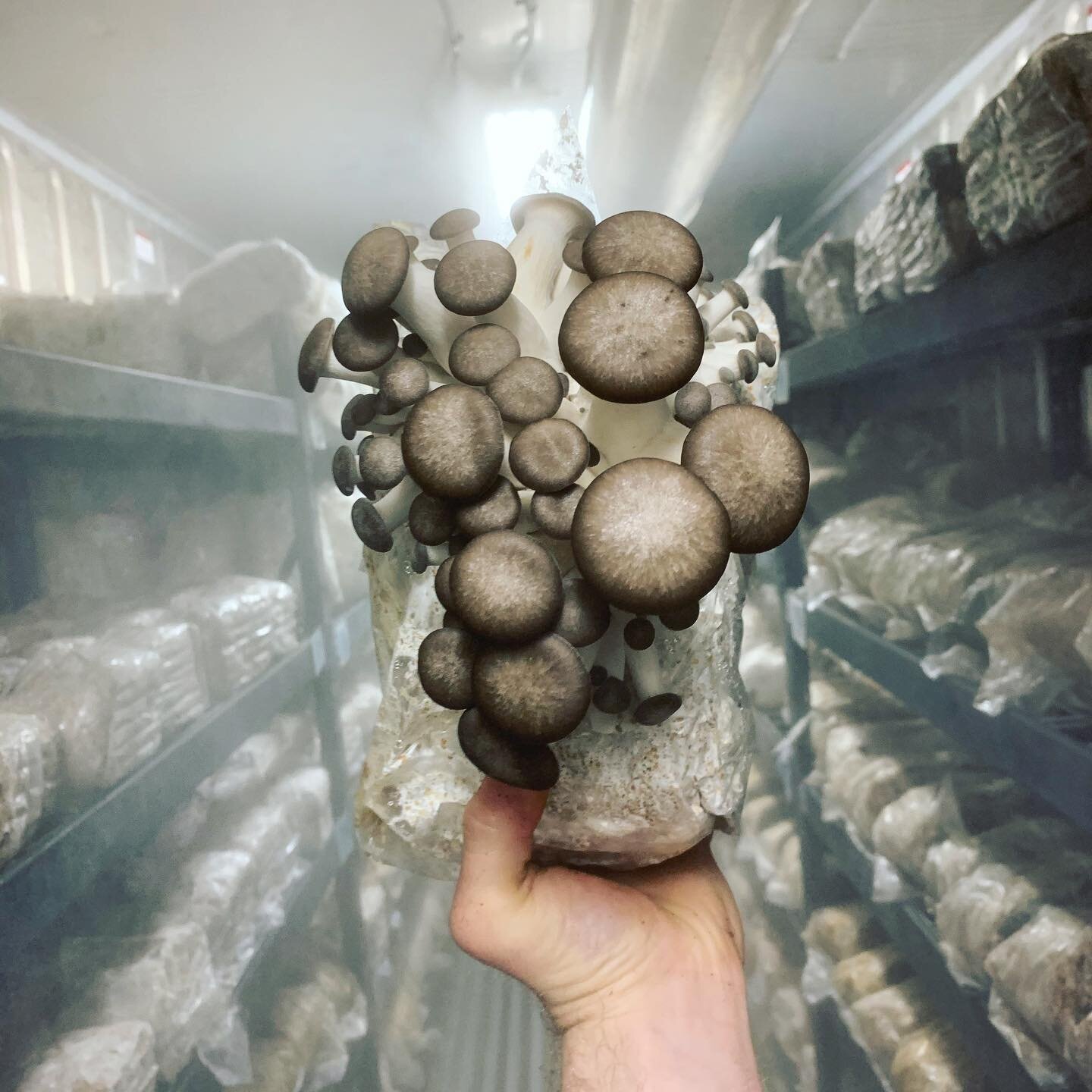 We at Columbia Mushroom believe that access to fresh produce is important at any time of the year. With the current state of affairs over Covid-19, our next farmers market is cancelled. As a small business, it is important to us, our employees and co