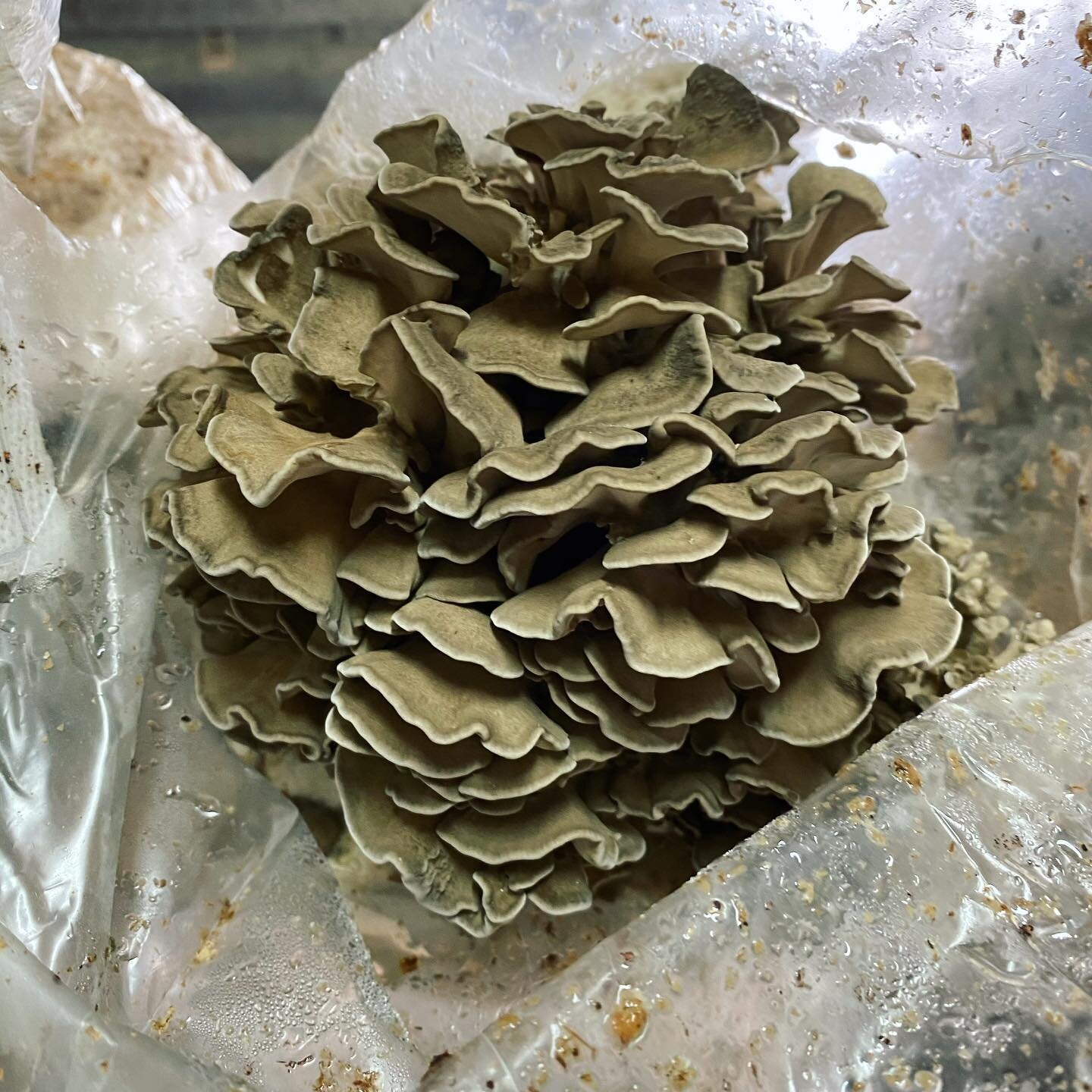 Good day picking maitake
.
.
.
#maitakimushrooms #oregrown #hoodriveroregon #columbiamushroom #onlythebest