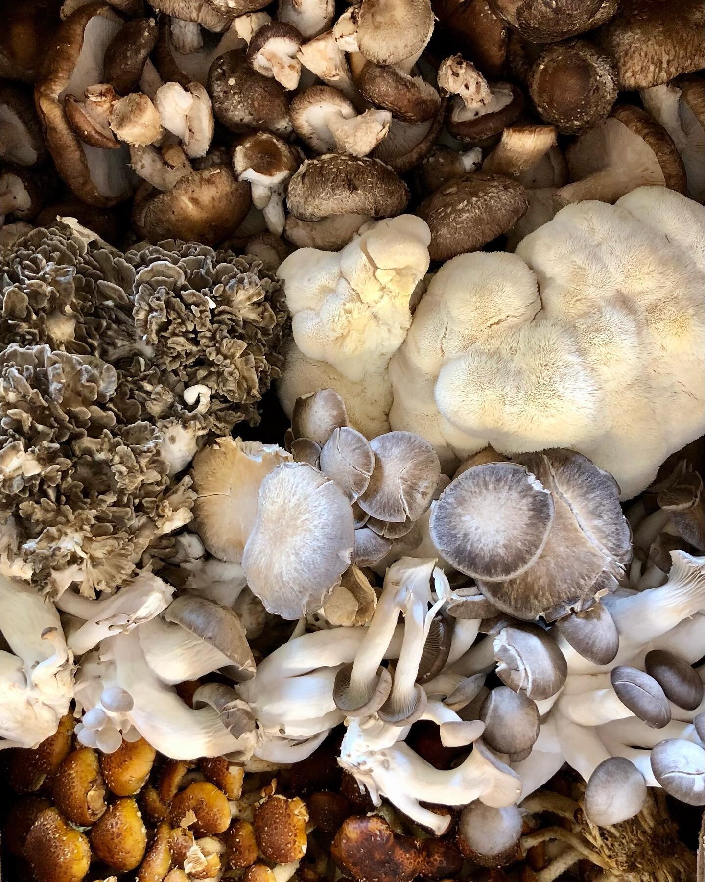 At Columbia Mushroom Co. community is key. This year we have already started working with farmers to have our mushrooms as an add-on to their CSAs. 

If you are a CSA farm and are interested in adding a mushroom option for your customers please reach