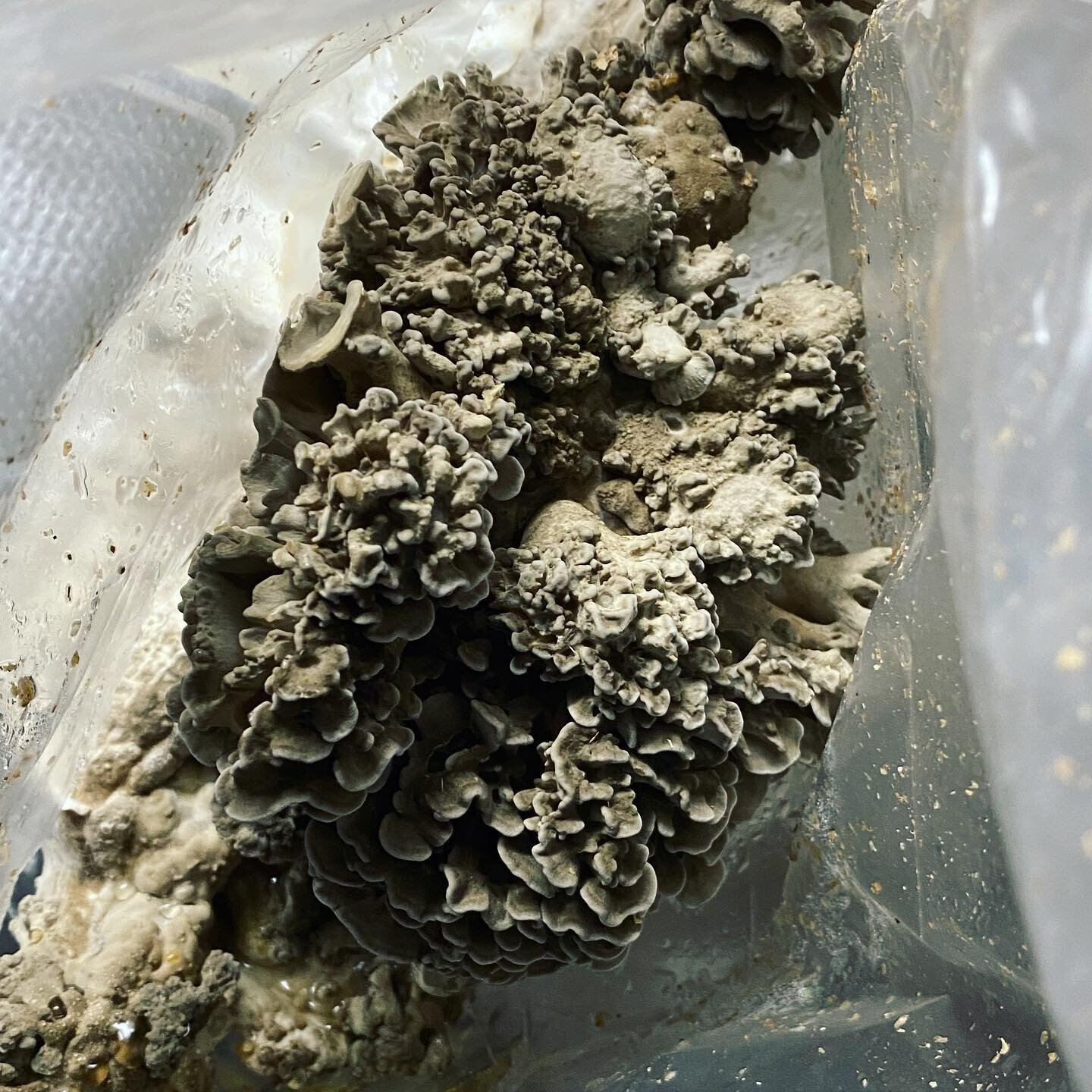 Hush, hush. We&rsquo;ve been trialing different maitake strains all summer. Think we just hit the jackpot 🤙