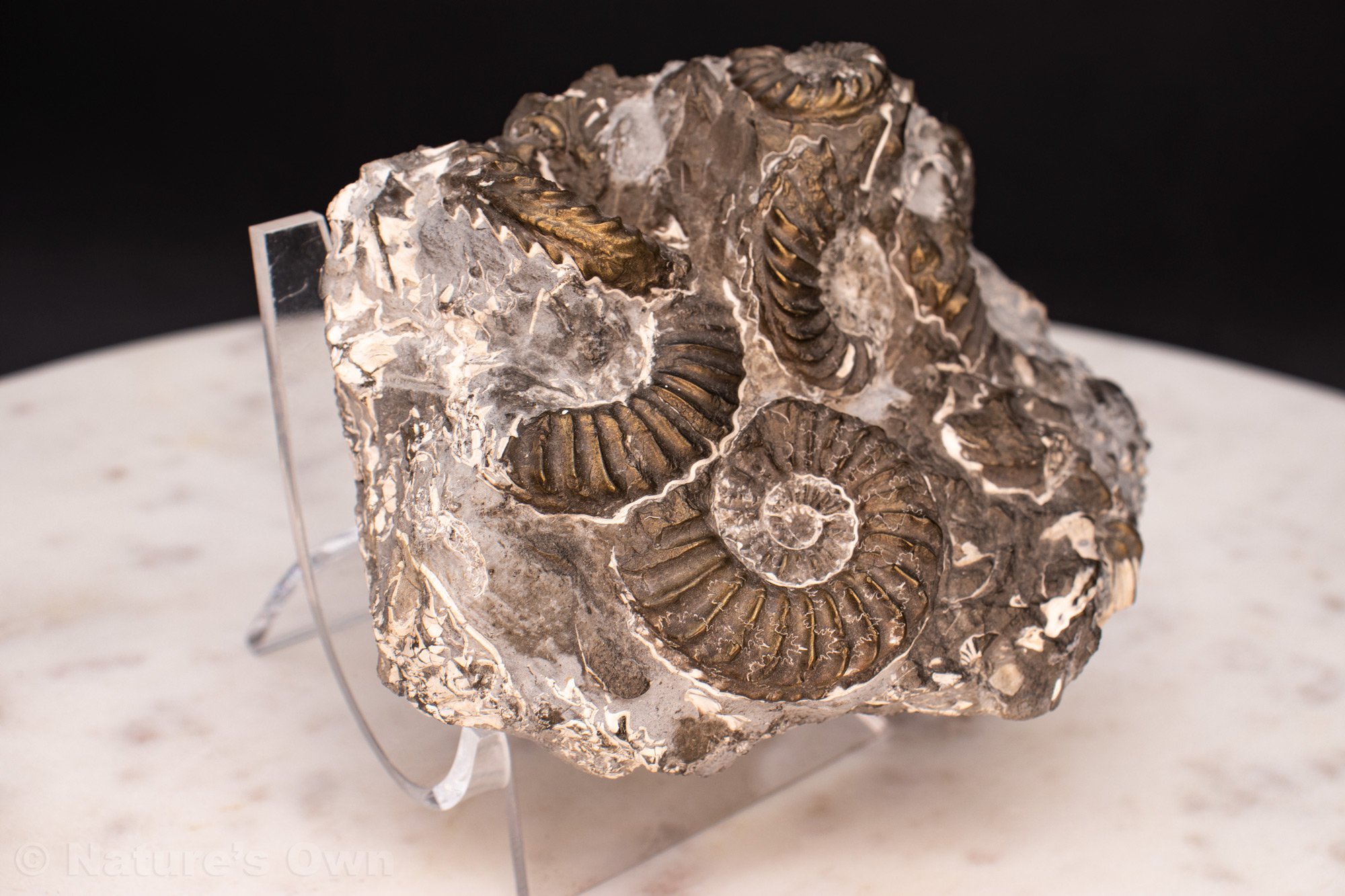 Ammonite-Cluster-detail.jpg