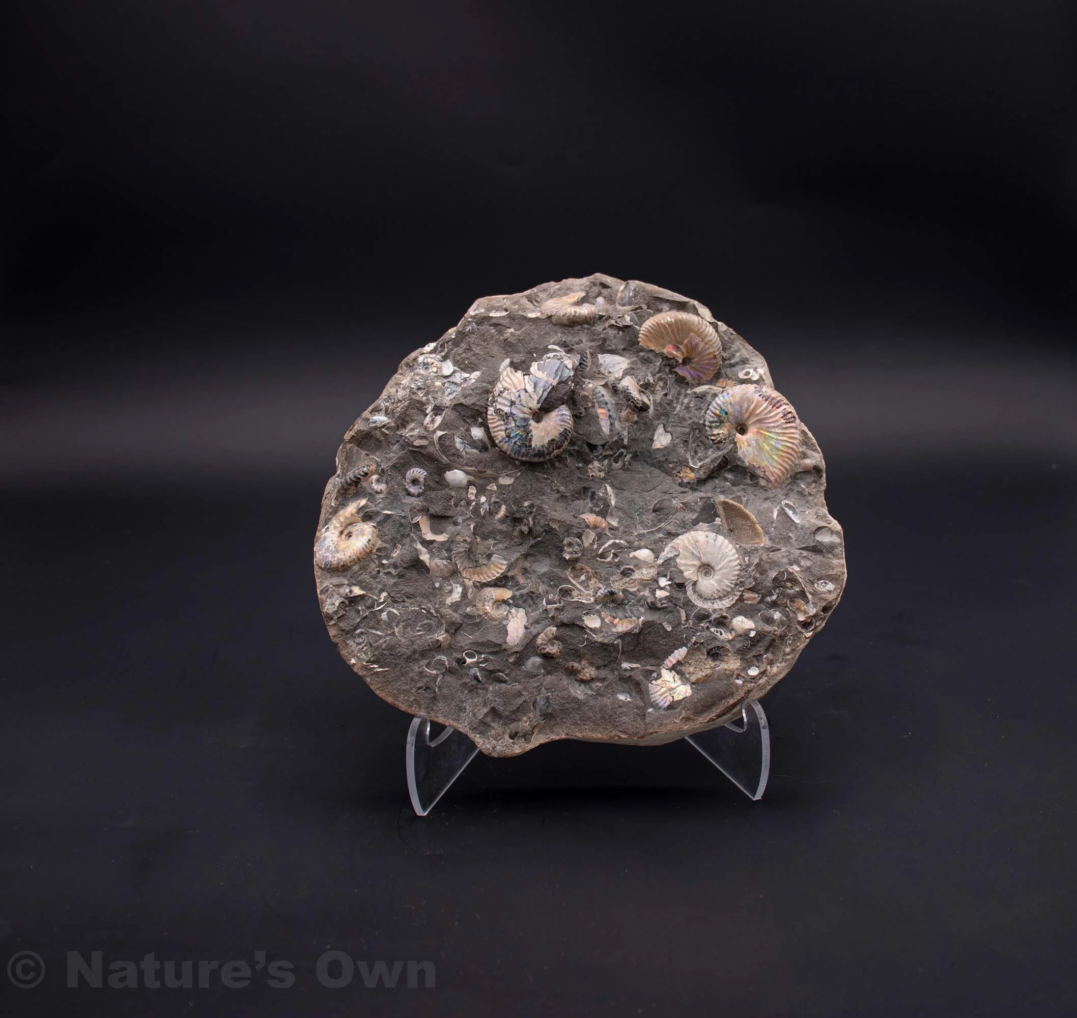 Ammonite Shell Detritus Fossil  Hoploscaphites Melloi  S. Dakota  Cretaceous Period. Gems, Minerals, Fossils, and Jewelry for sale online Nature's Own Breckenridge, Colorado