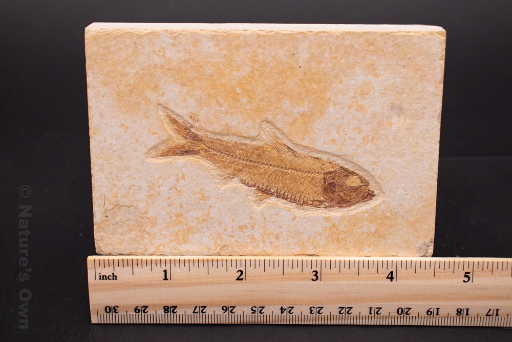 Fish Fossil Plate #4 — Nature's Own Breckenridge Rock & Fossil Shop