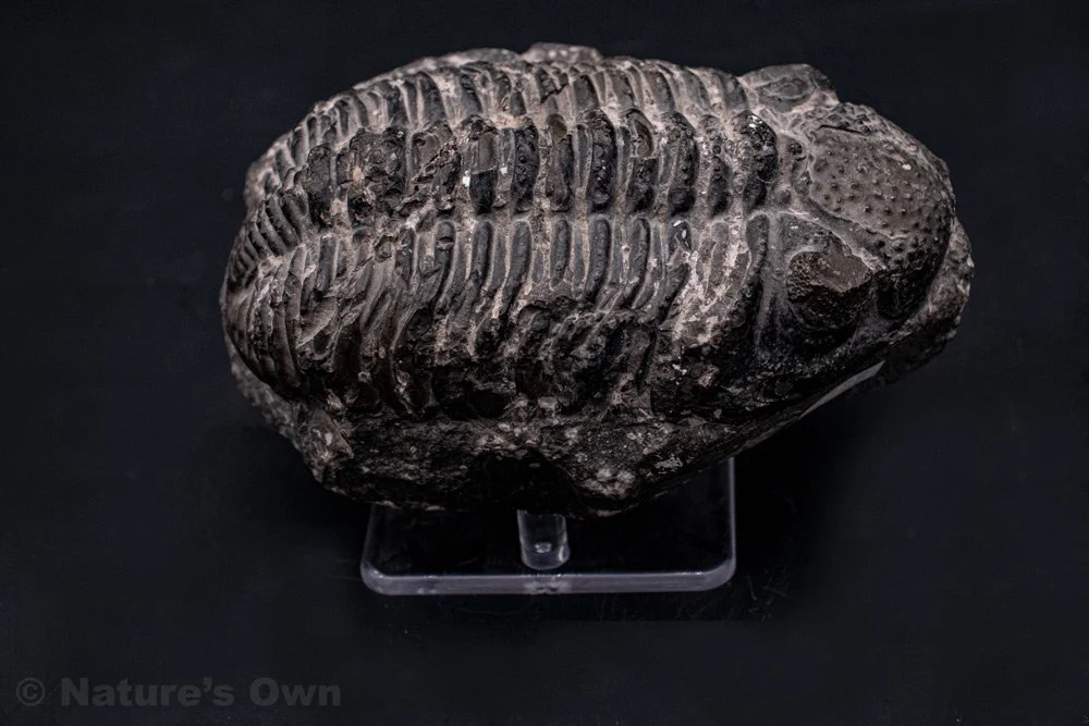 Trilobite shop hotsell