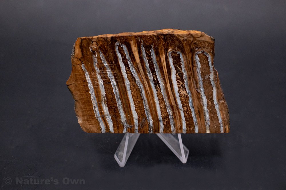 Fossilized Woolly Mammoth tooth fossil for sale online. Gems, Minerals, Fossils, Jewelry. Nature's Own Breckenridge, Colorado