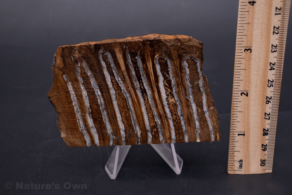 Fossilized Woolly Mammoth tooth fossil for sale online. Gems, Minerals, Fossils, Jewelry. Nature's Own Breckenridge, Colorado