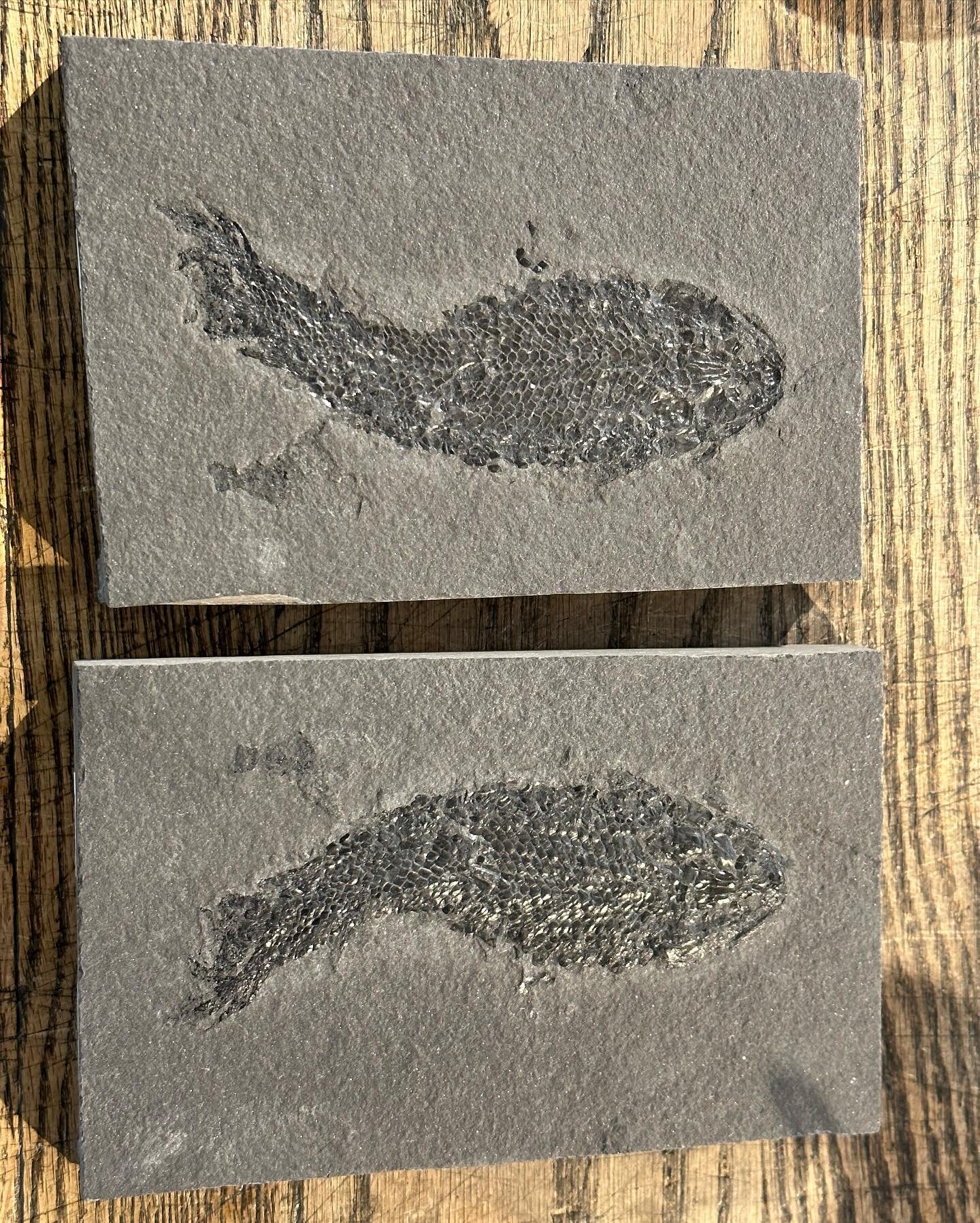 Ancient fish! 
Negative/positive pair
400 million years old fossils fish from Scotland 

#ancitentlife #earlyearth #fossilfish #fossils #devonianfossils #devonianperiod #ilovefossils #smallbusiness #rockshopsrock #rockshop #crystals #available