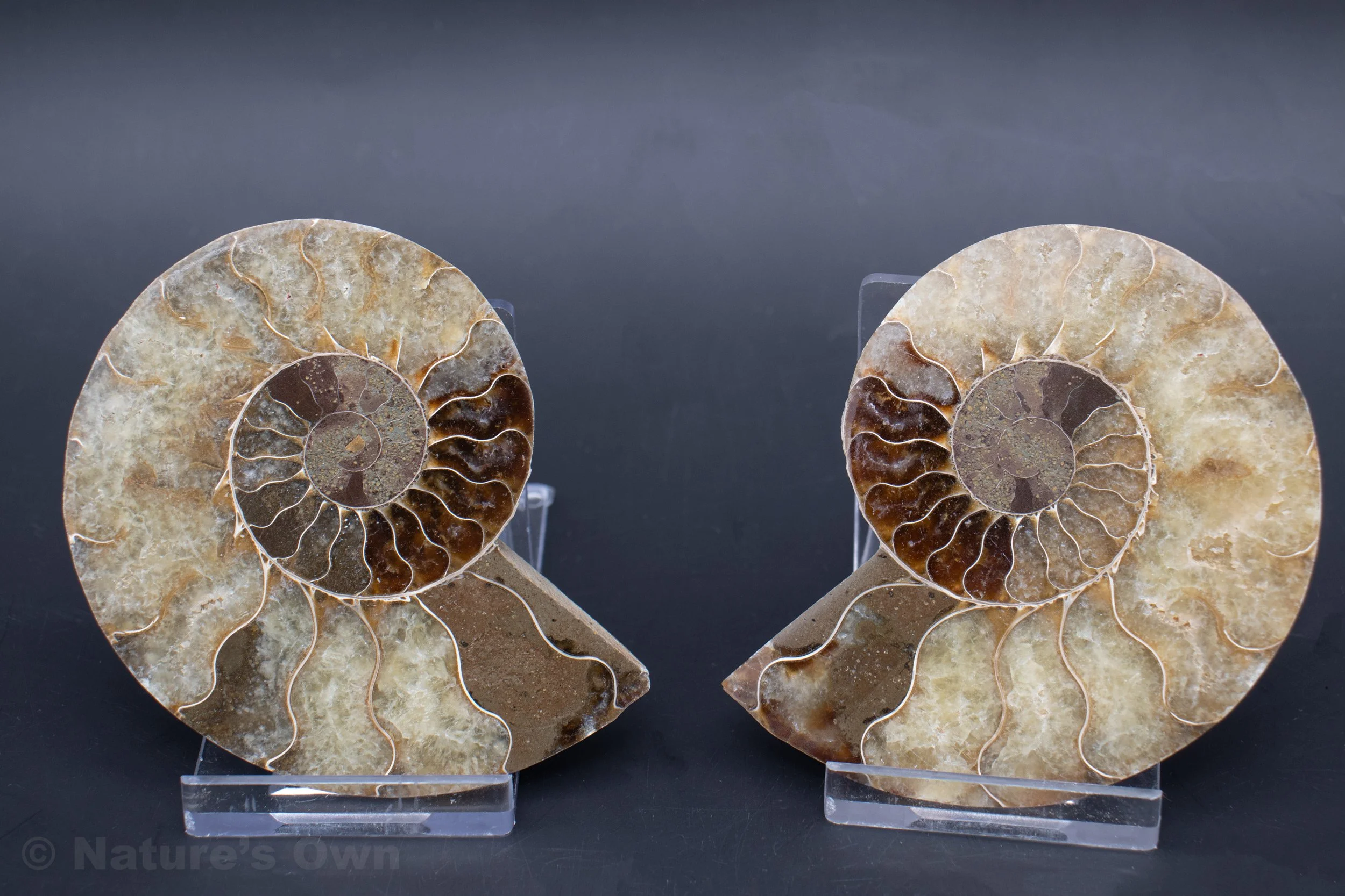 Ammonite Pair #5