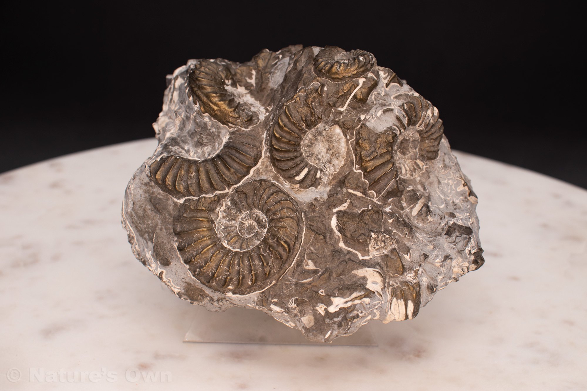 Ammonite-Fossil-Cluster.jpg