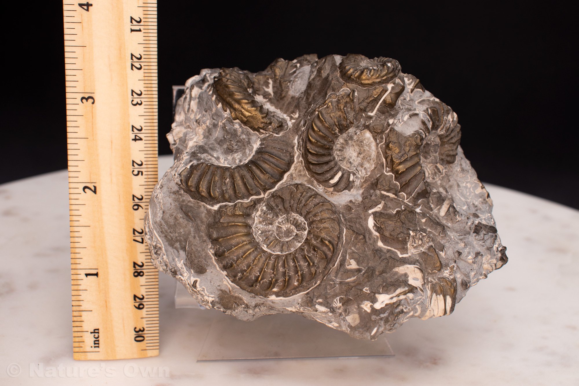 Ammonite-Cluster-with-ruler.jpg