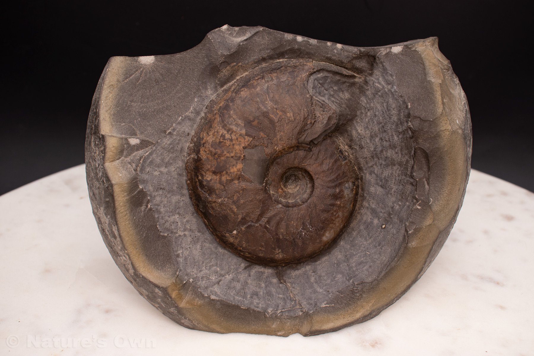 Ammonite-Fossil-(#7).jpg