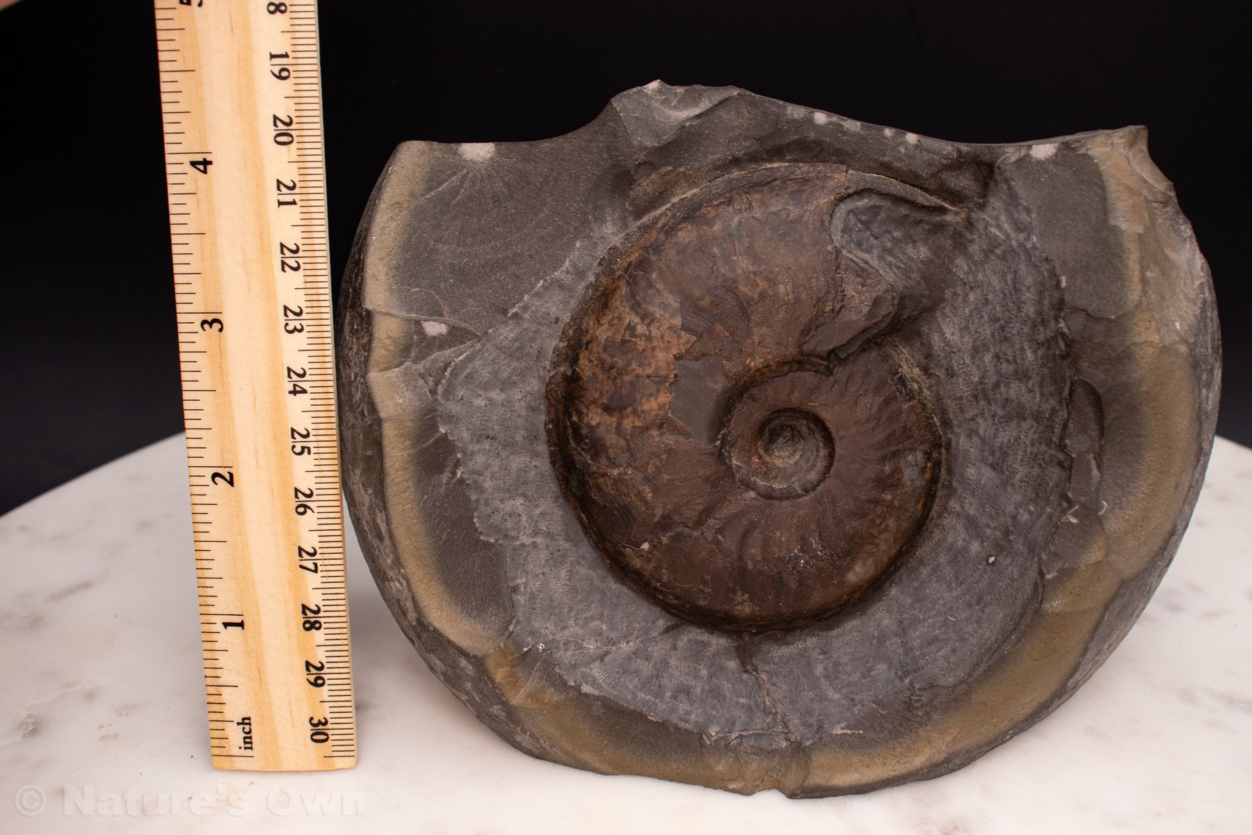 Ammonite-Fossil-(#7)-with-ruler.jpg