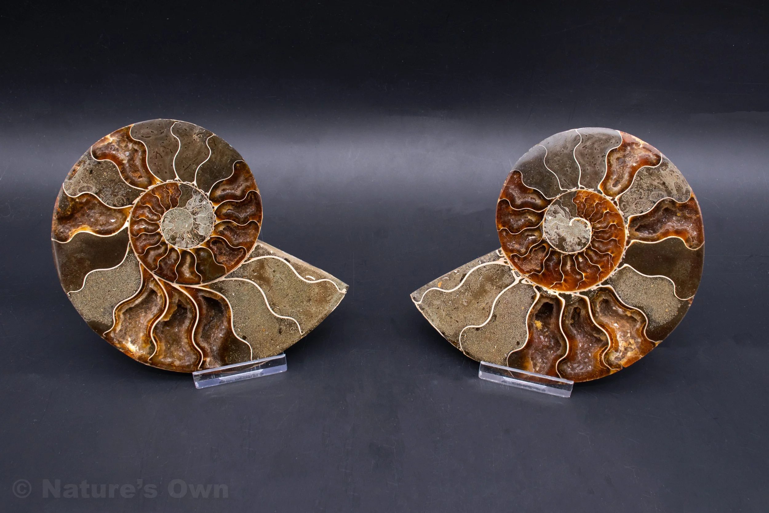 Ammonite Fossil Pair #1