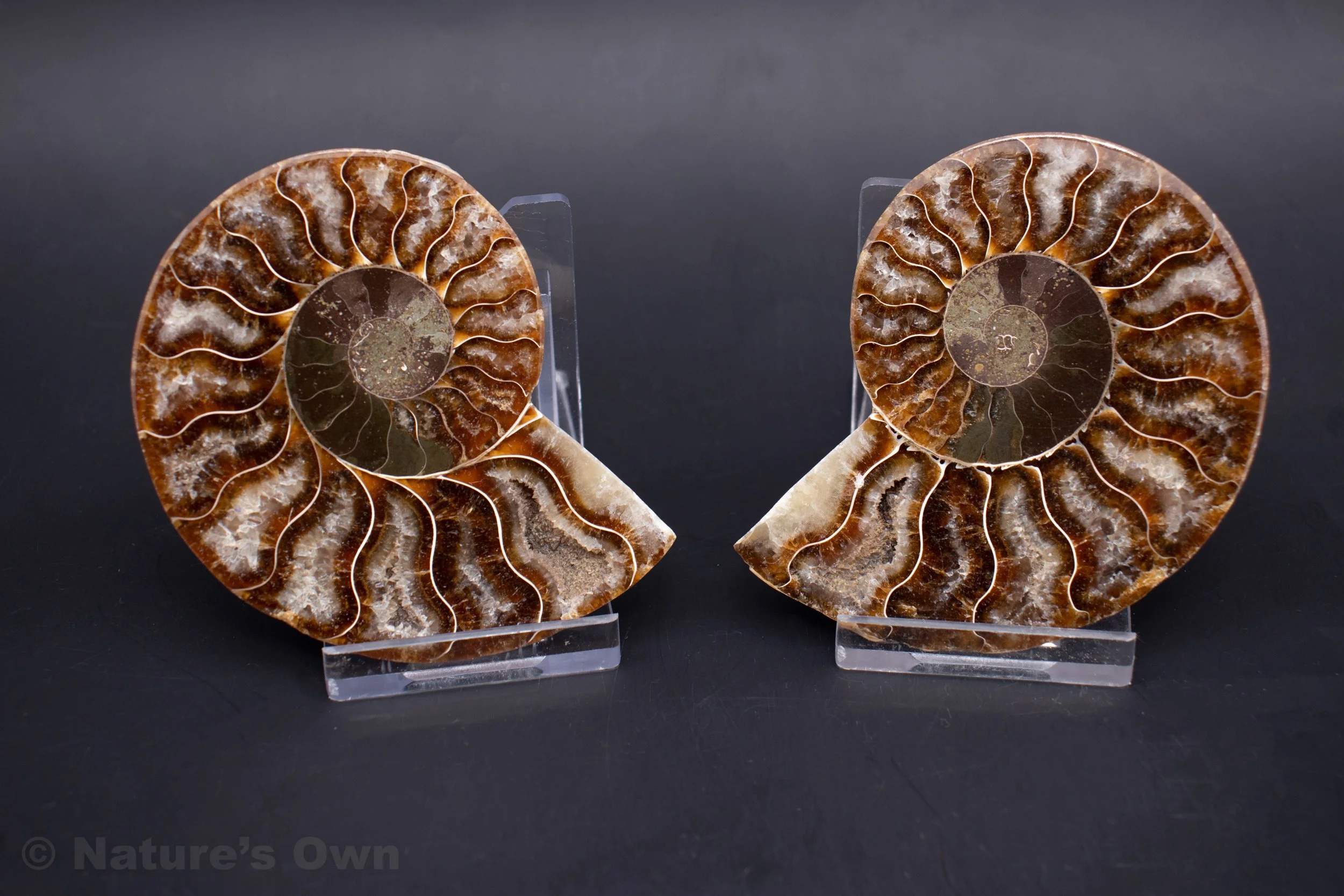 Ammonitepair7front-11-15.jpg