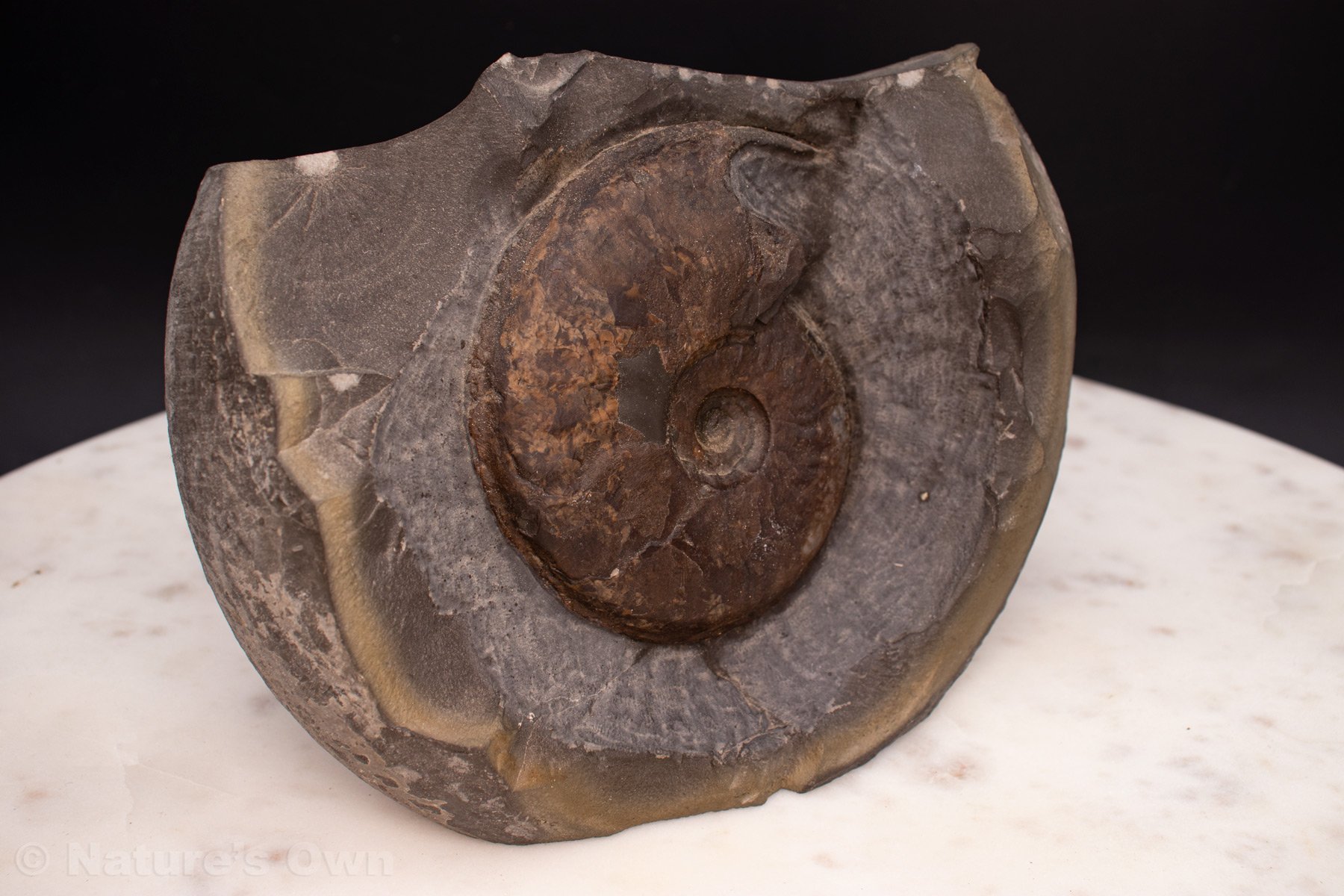 Ammonite-Fossil-Detail-(#7).jpg