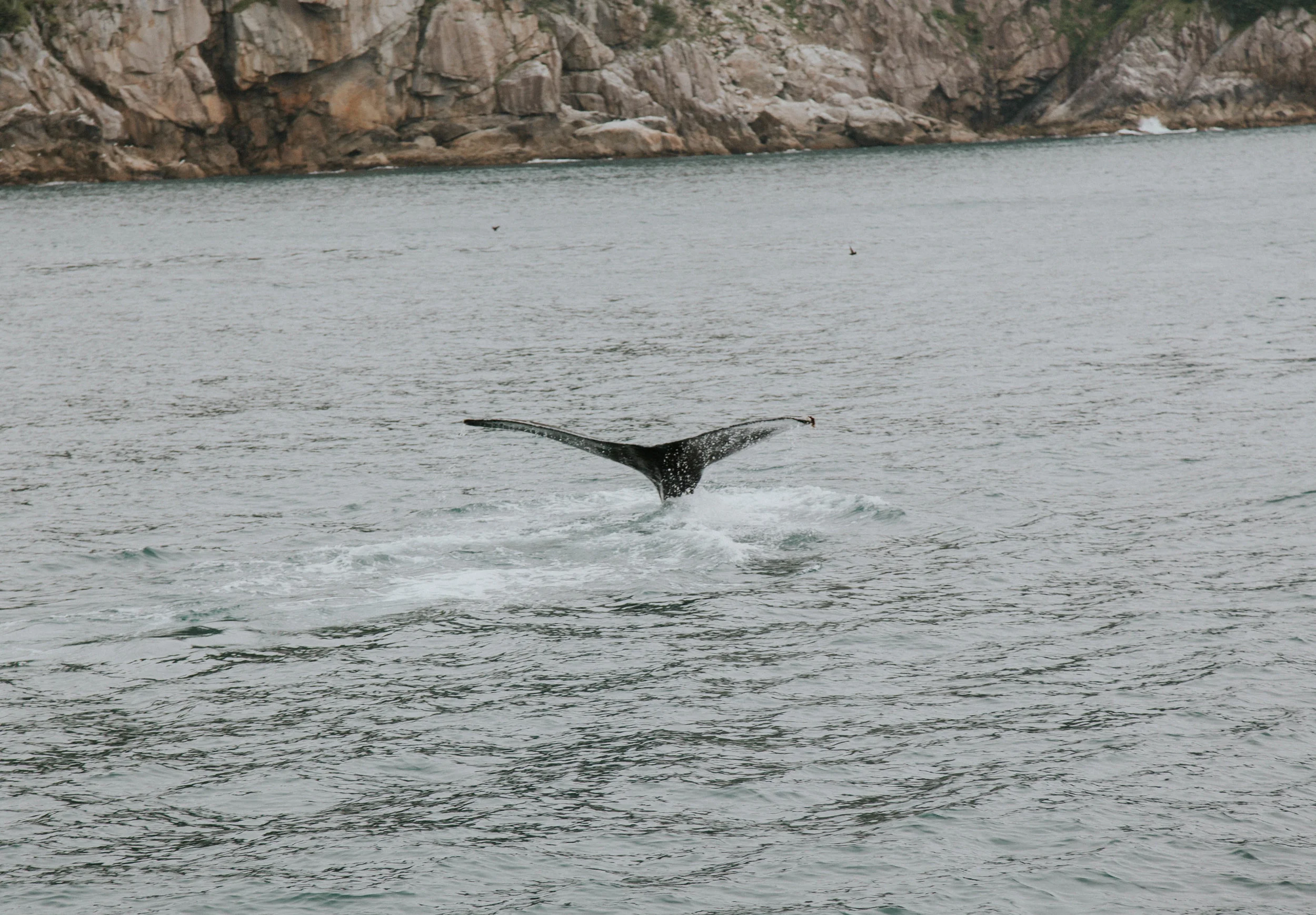 AlaskaSewardGlacierCruise48.jpg