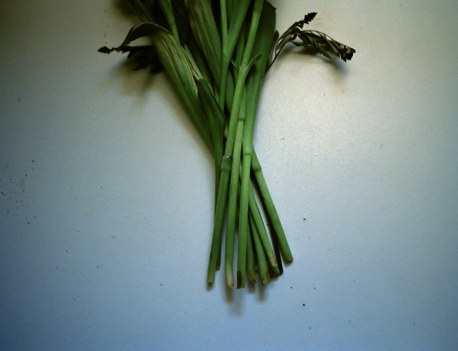 stems-webresized-6.jpg