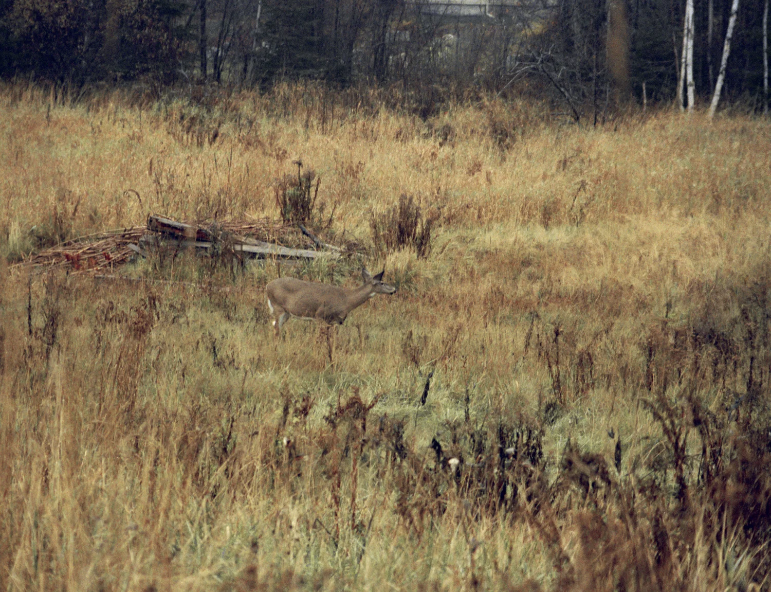 deer-webresized-2.jpg