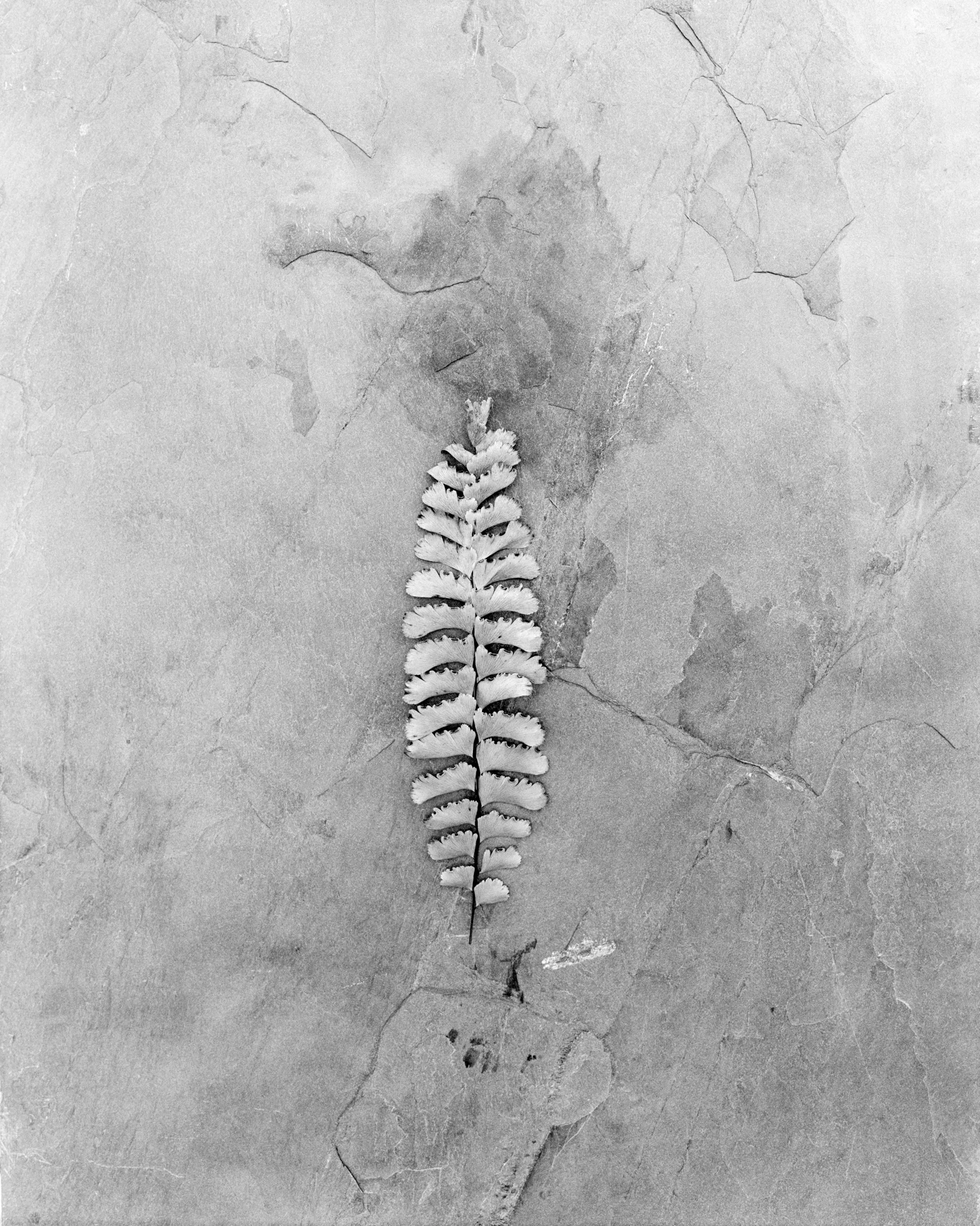 japanese fern