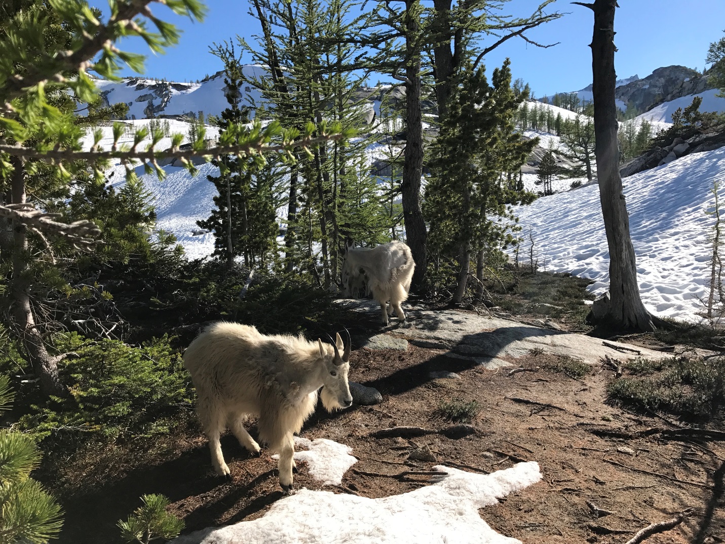 Goats at Leprechaun Lake