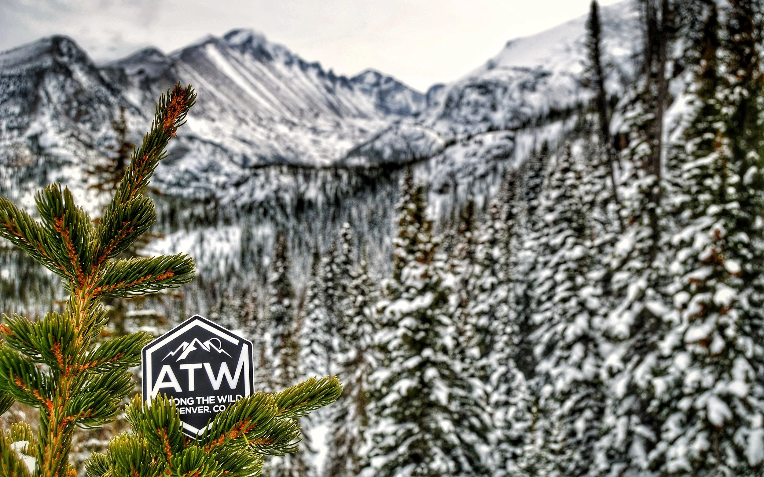 One Tree Planted – Among The Wild