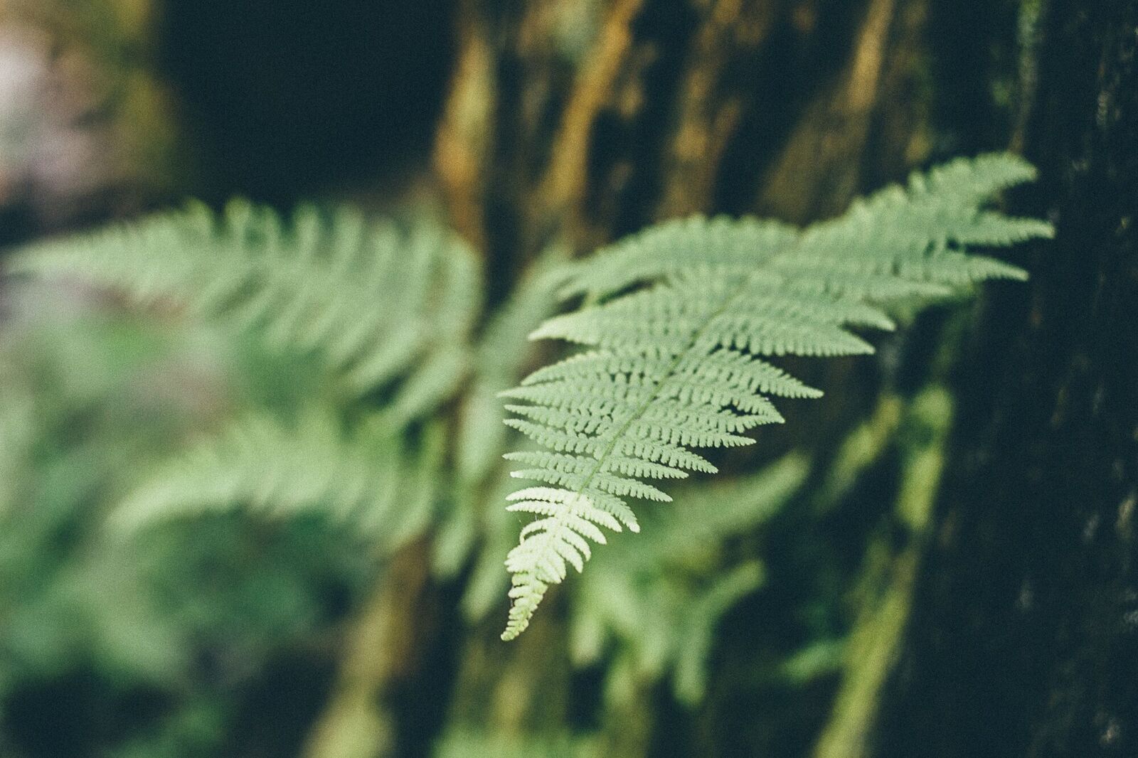 TREE.jpg