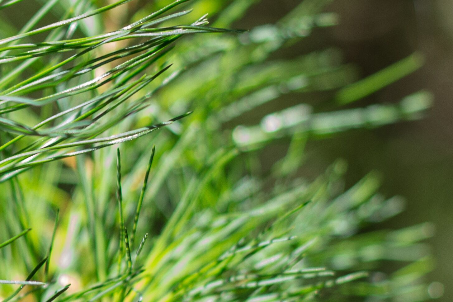 Tree 4.jpg