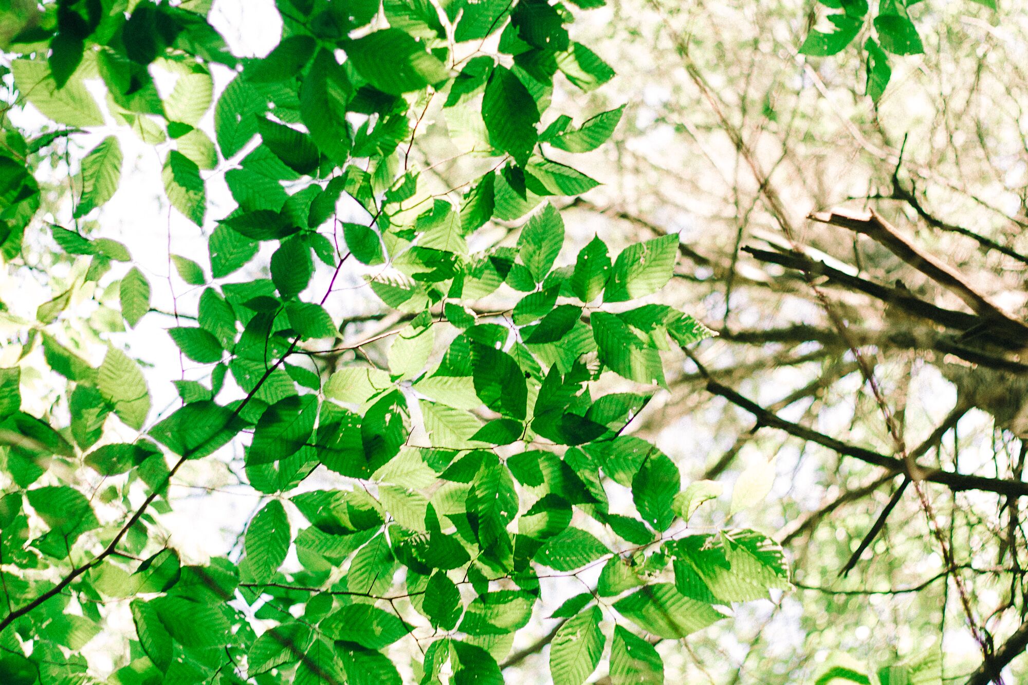 Tree 2.jpg