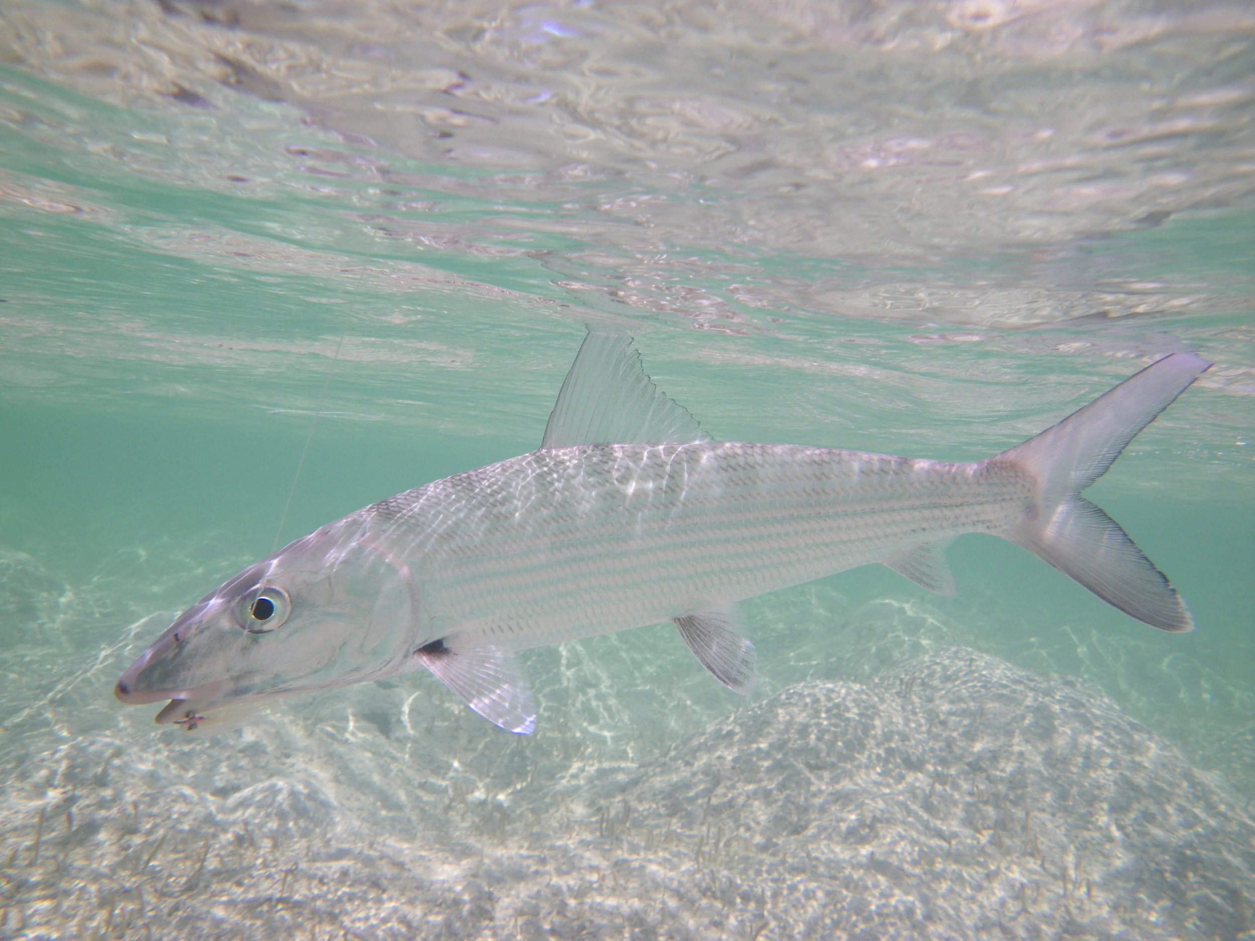 BONE Andros South 4-2012 070.jpg