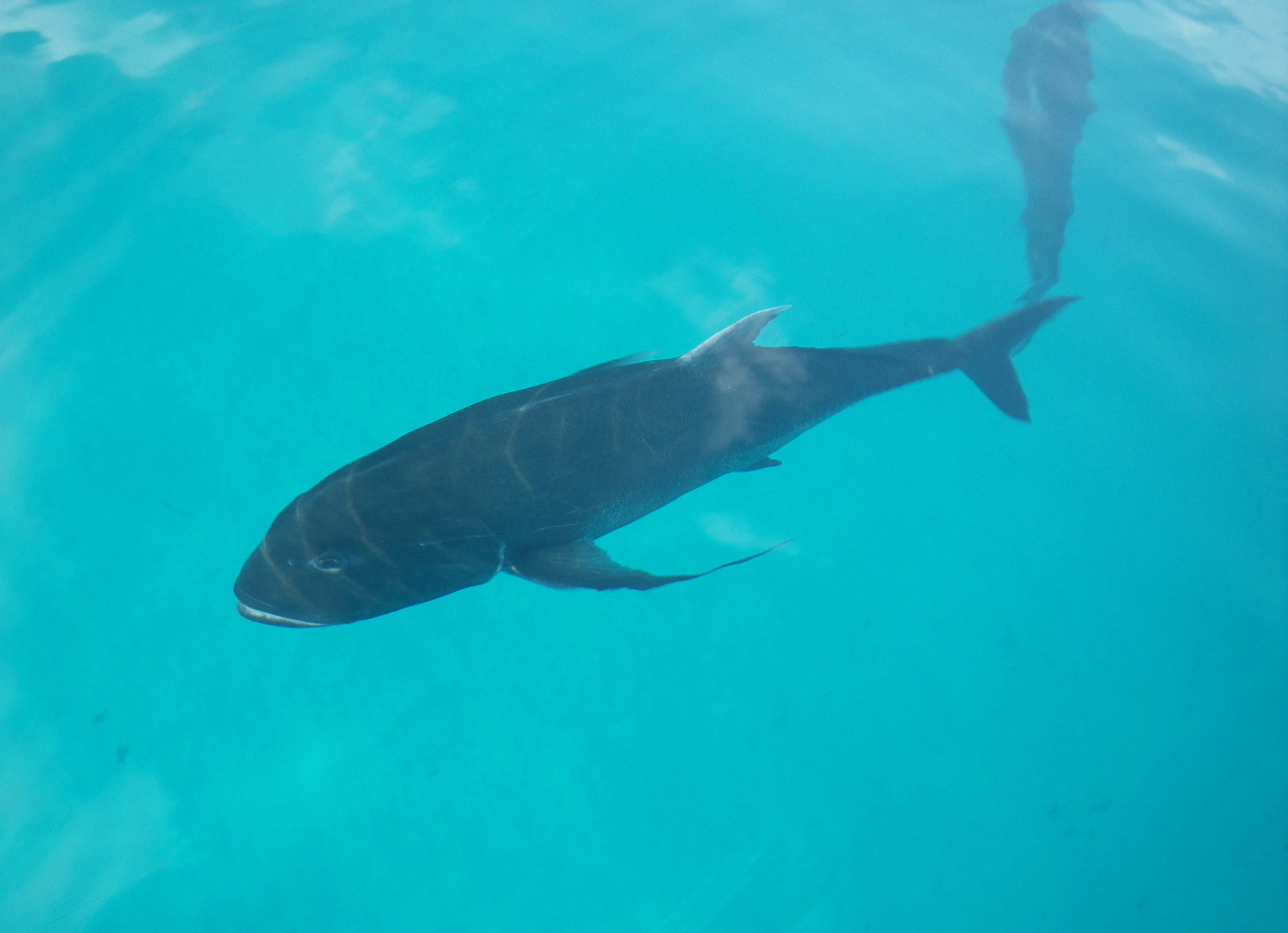 Farquhar 3-2013 066.jpg