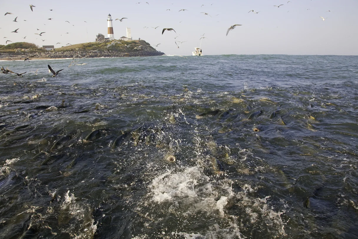 Montauk Stripers-Ray Ryan.jpg