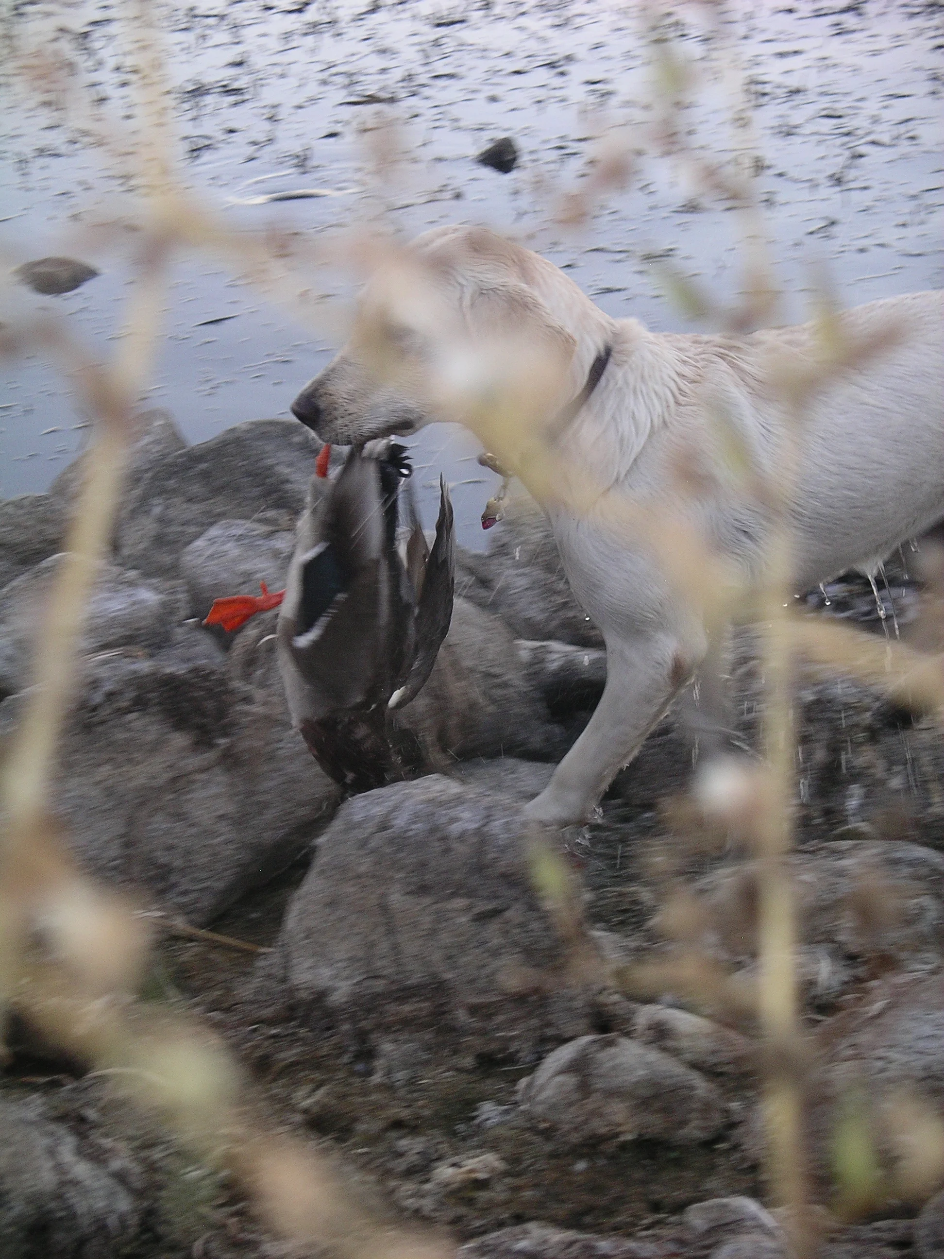 Scout Retreive 10-2008.JPG