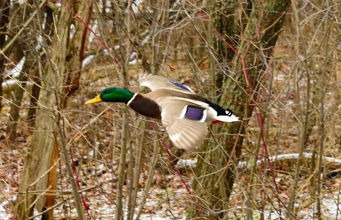 Wild Duck or Sharp-Tail with Giant Croutons