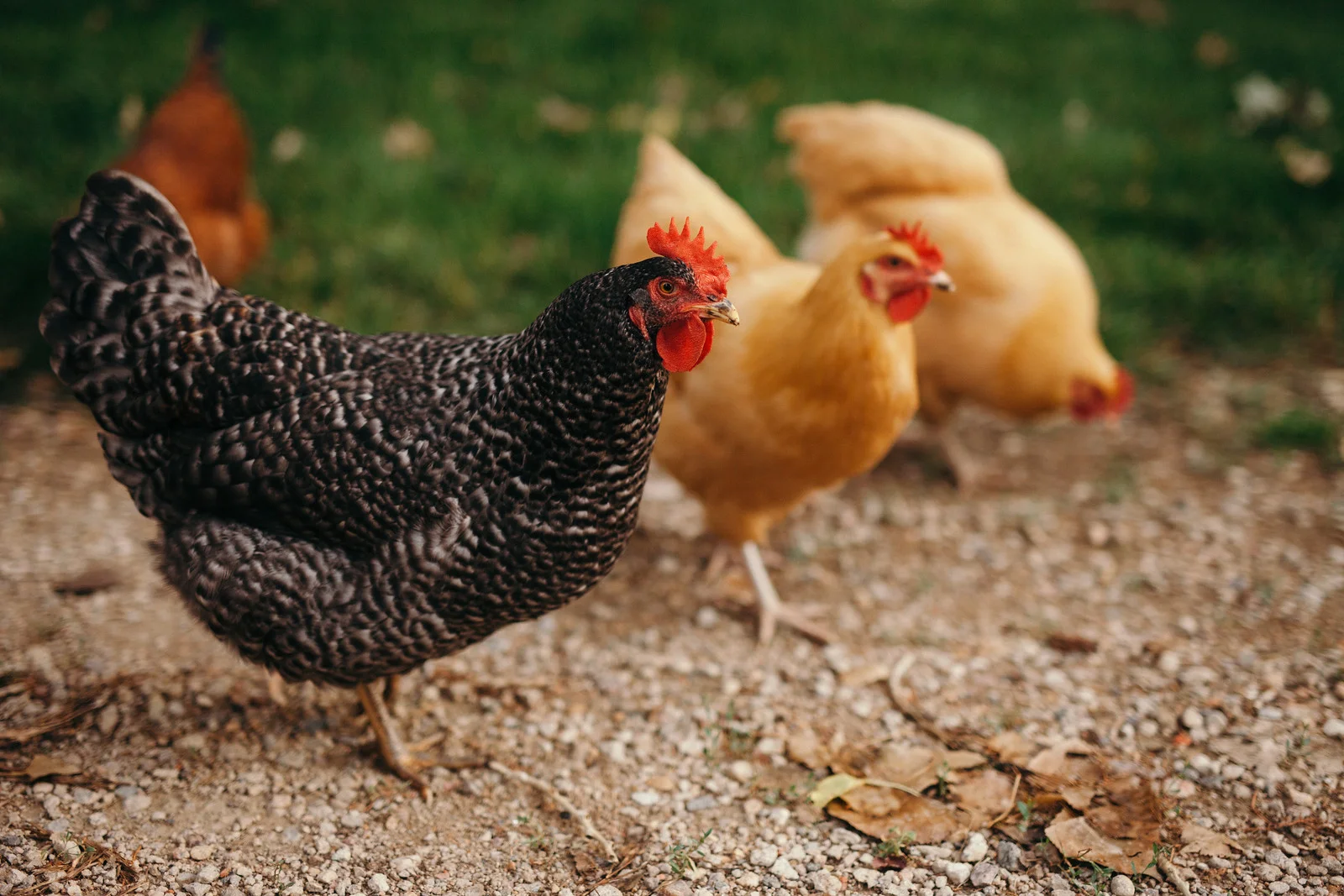 mfarmdinner-181-X3.jpg