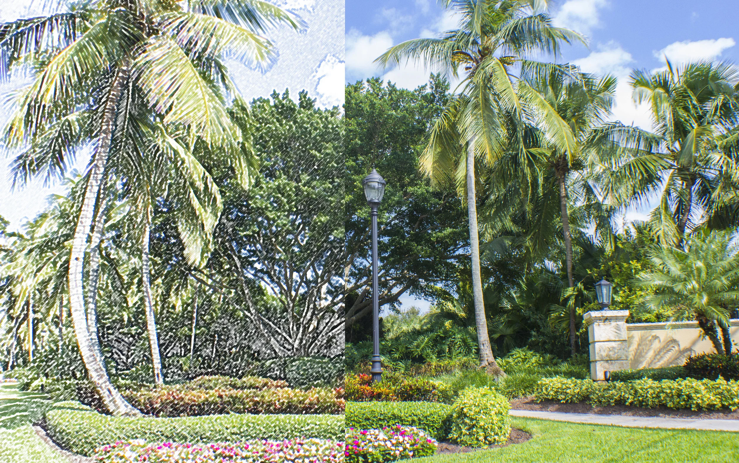 Transition Image - Color Pencil to Photo.jpg