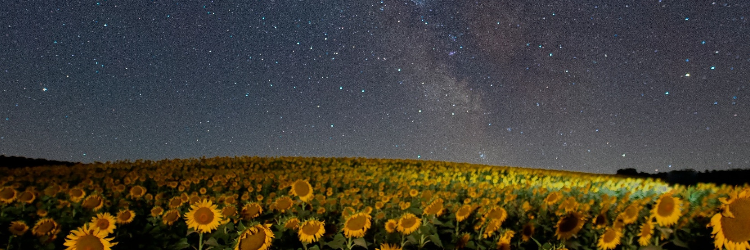 Tulip Garden Twitter Header.png